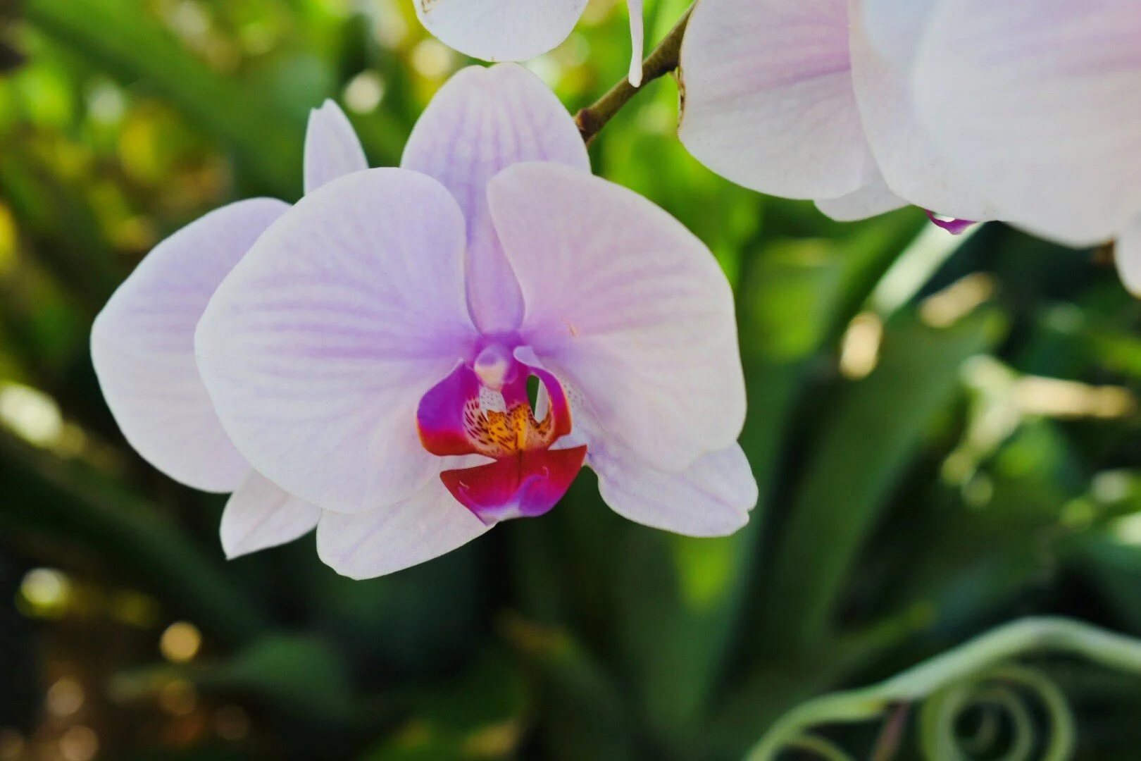 Spring Forth and Bloom !