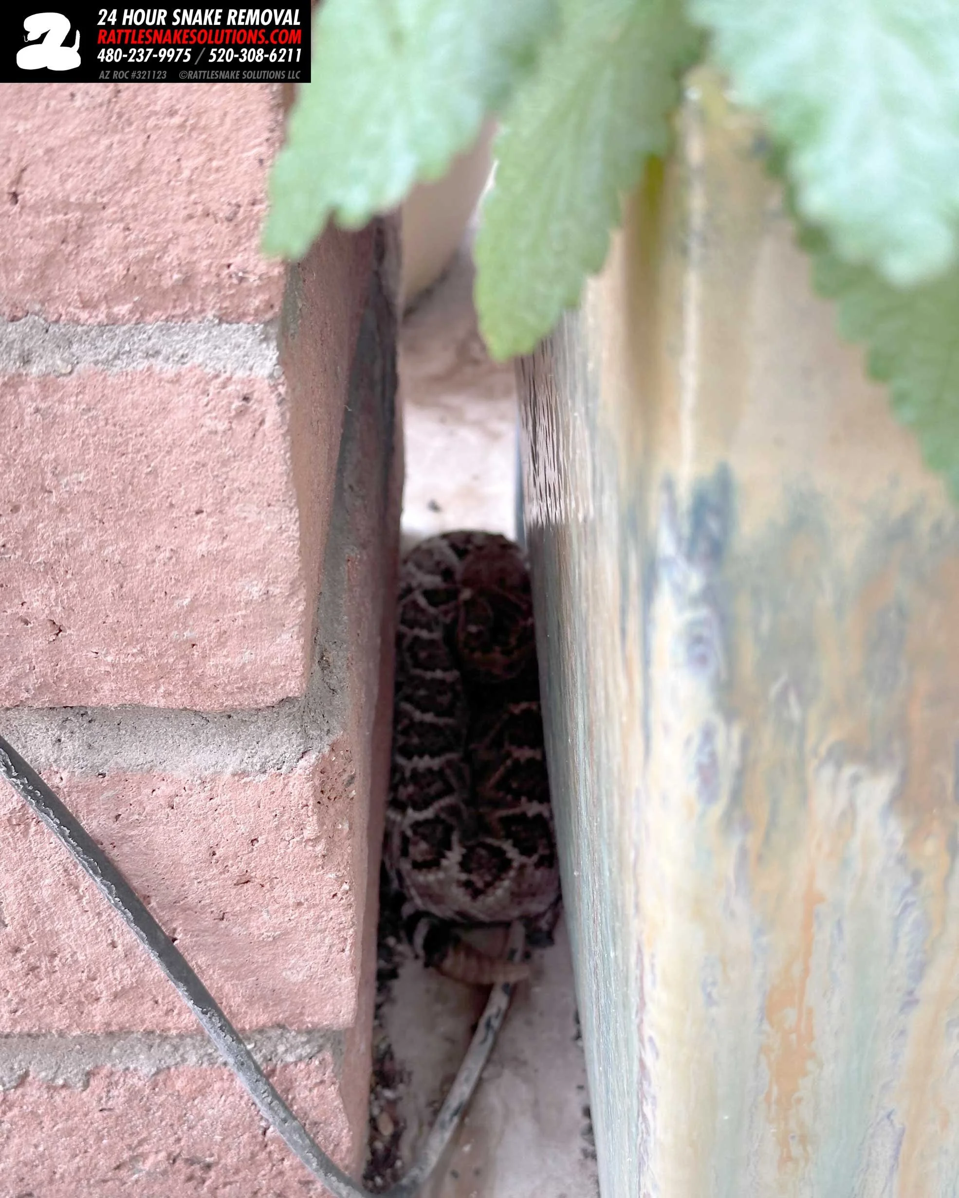 Rattlesnake Seen During Fence Quote