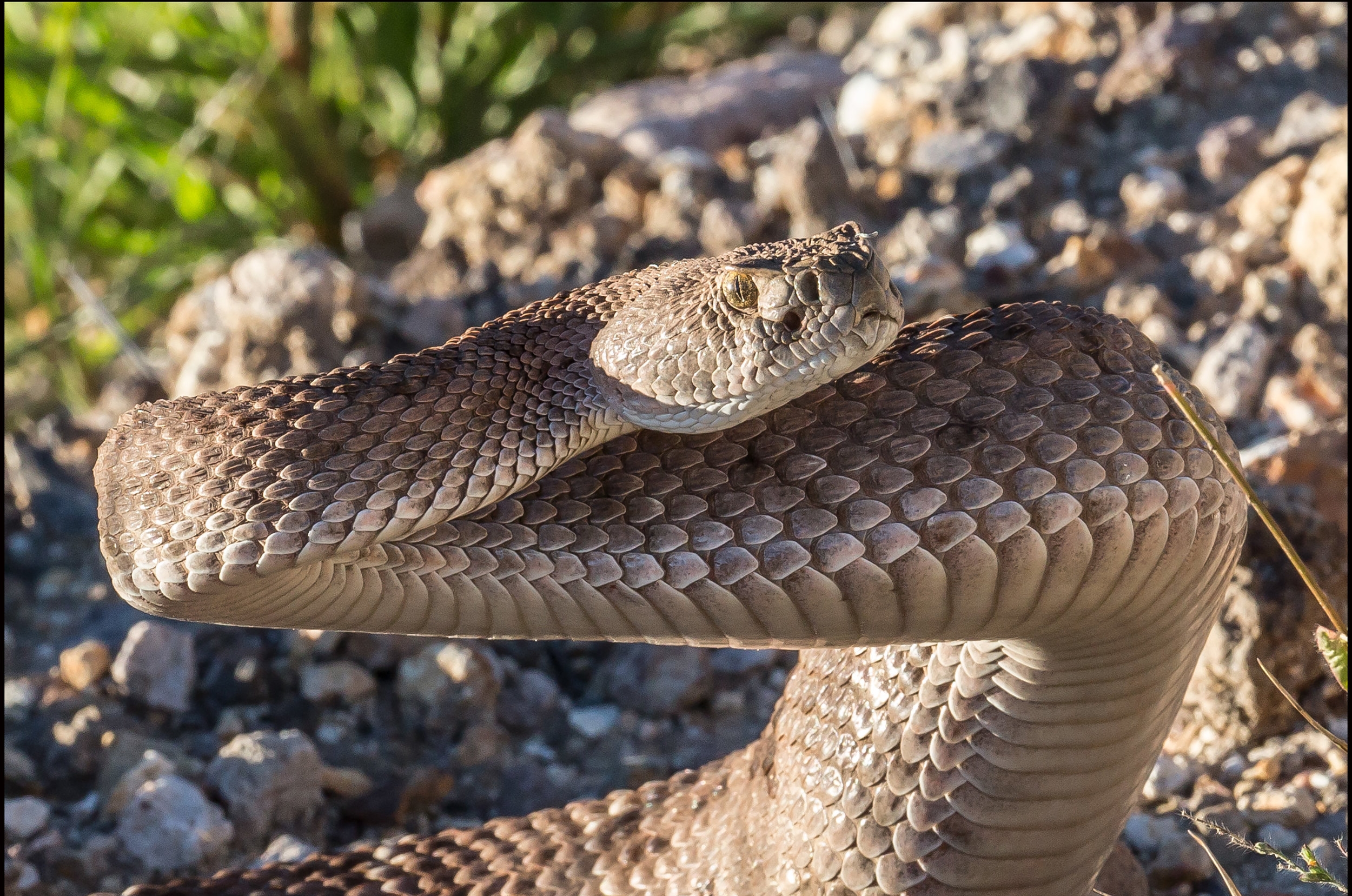 Crotalus-atrox_O4A0441160917.jpg