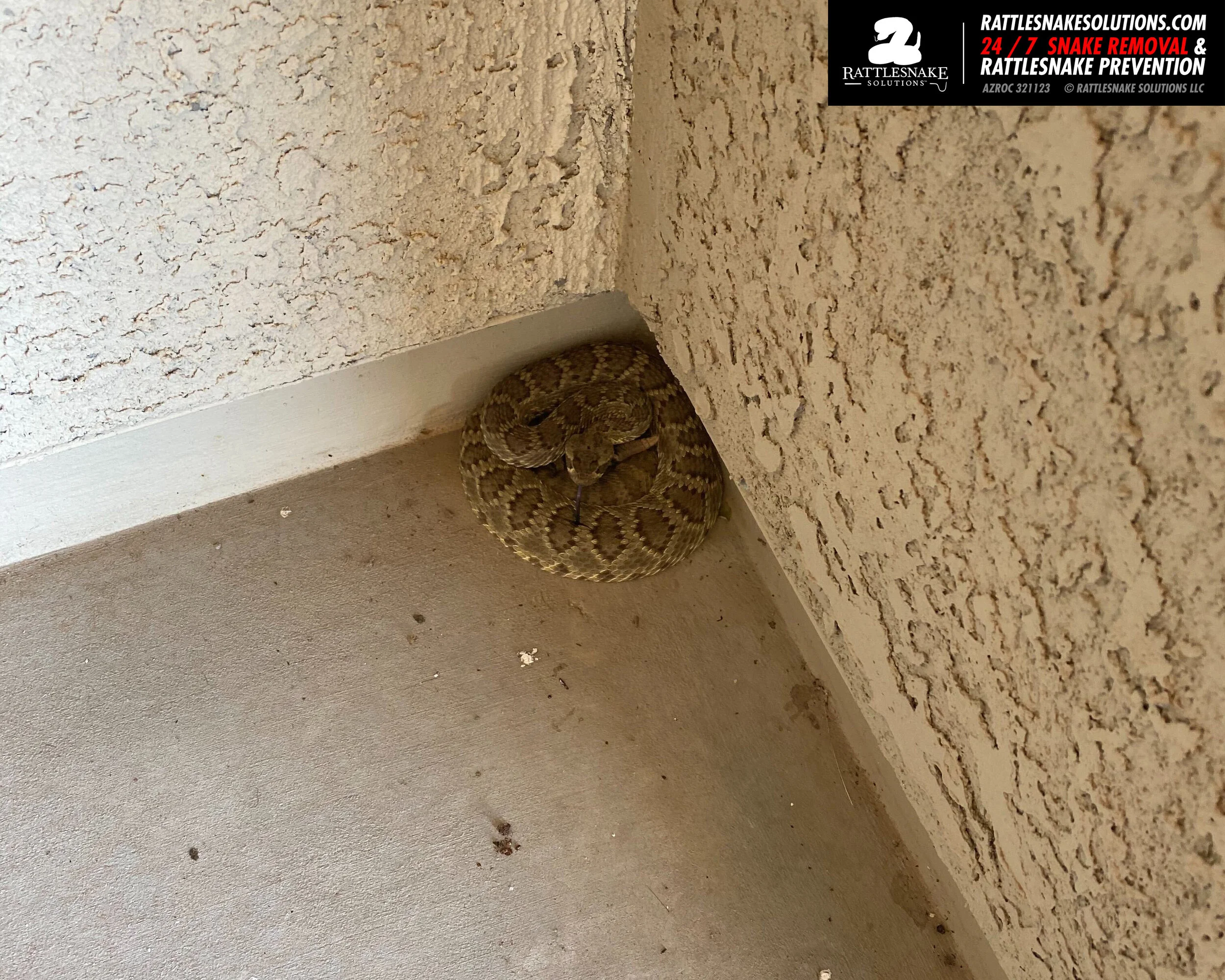 Recent Fence Projects and Snake Removals