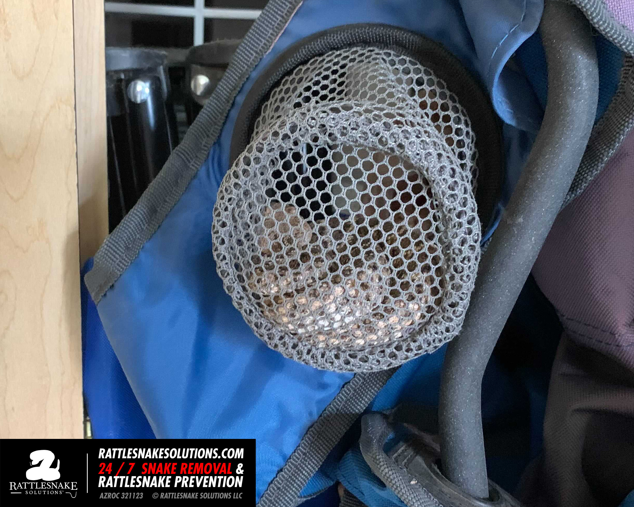 Rattlesnake Removed in Peoria(1).jpg