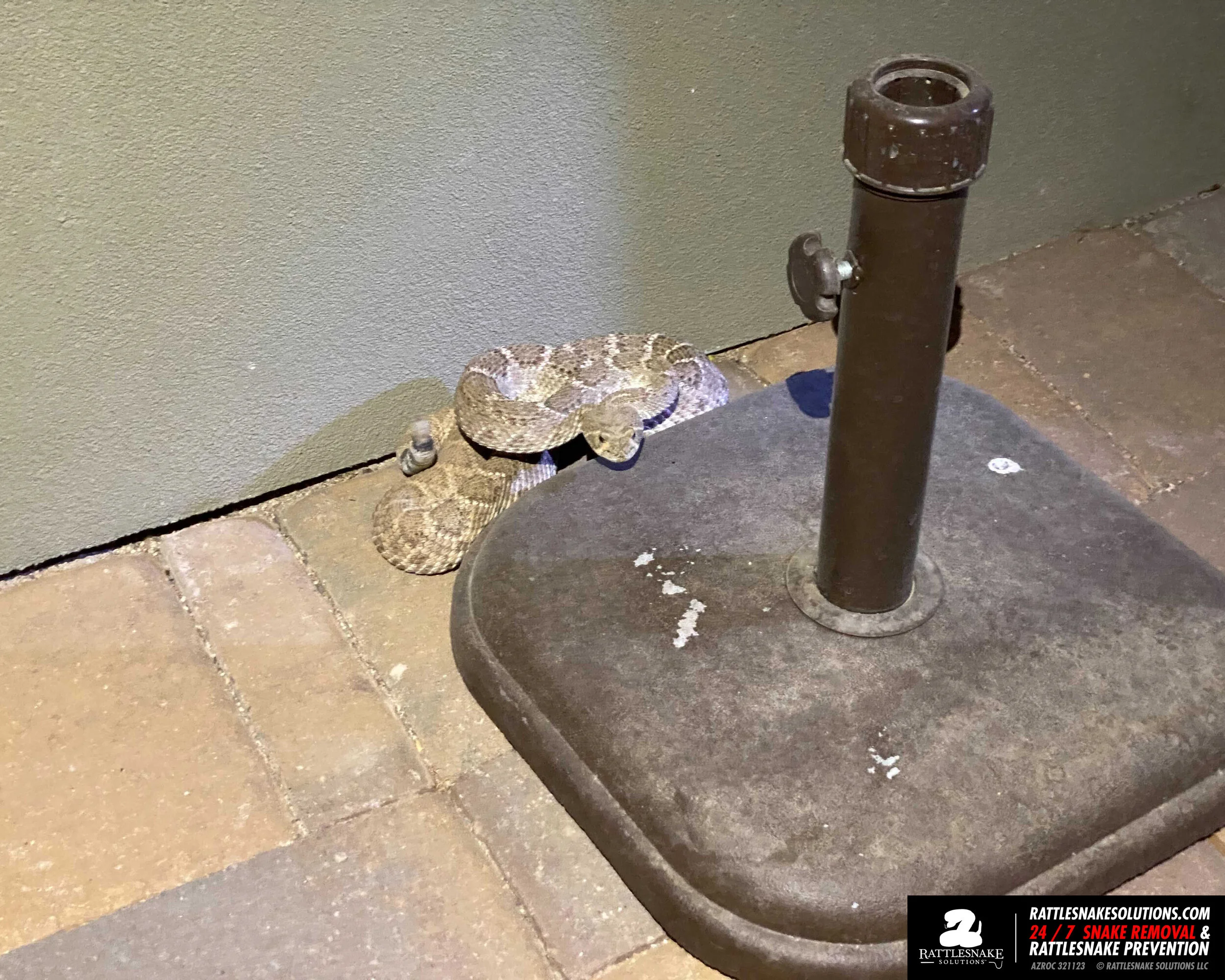 Snake Removals and Snake Fence Installs 05/03/21