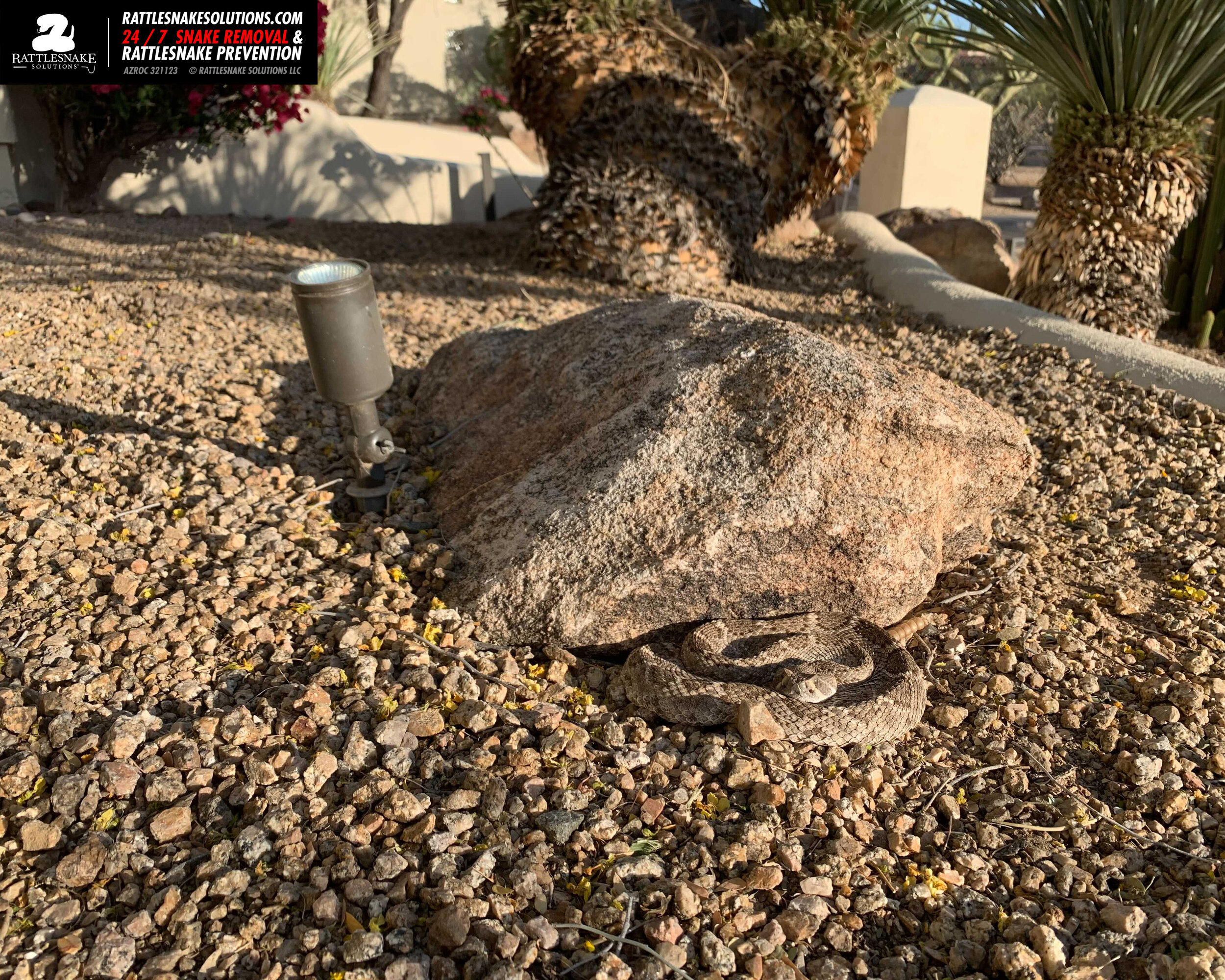 Scottsdale rattlesnake removal .jpg