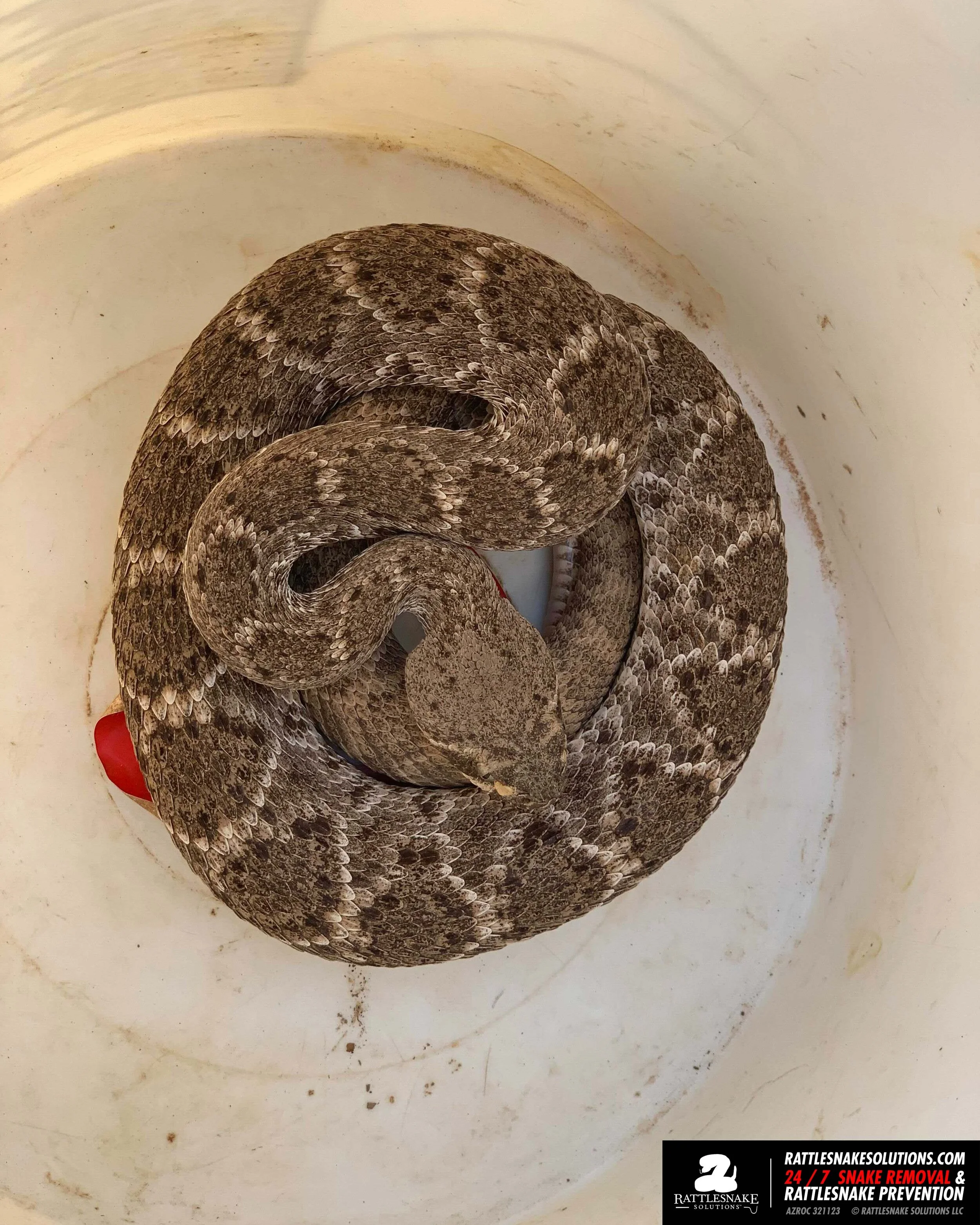 Diamondback Removal  2.jpg