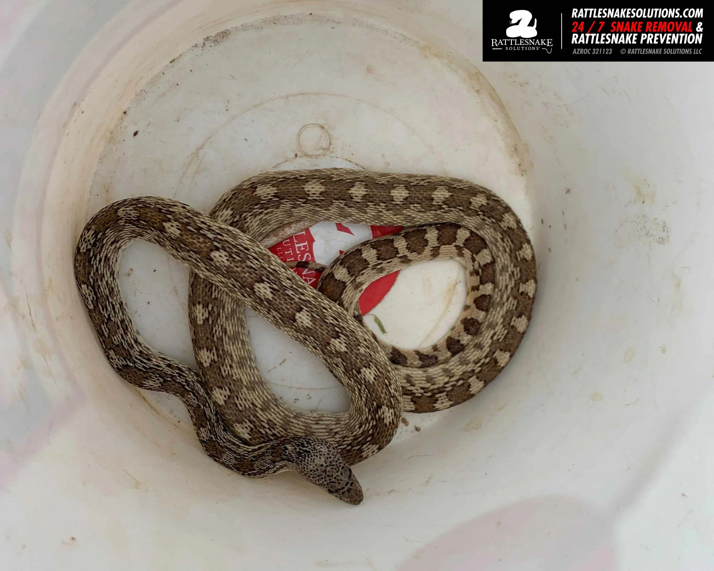 Gophersnake Removal .jpg