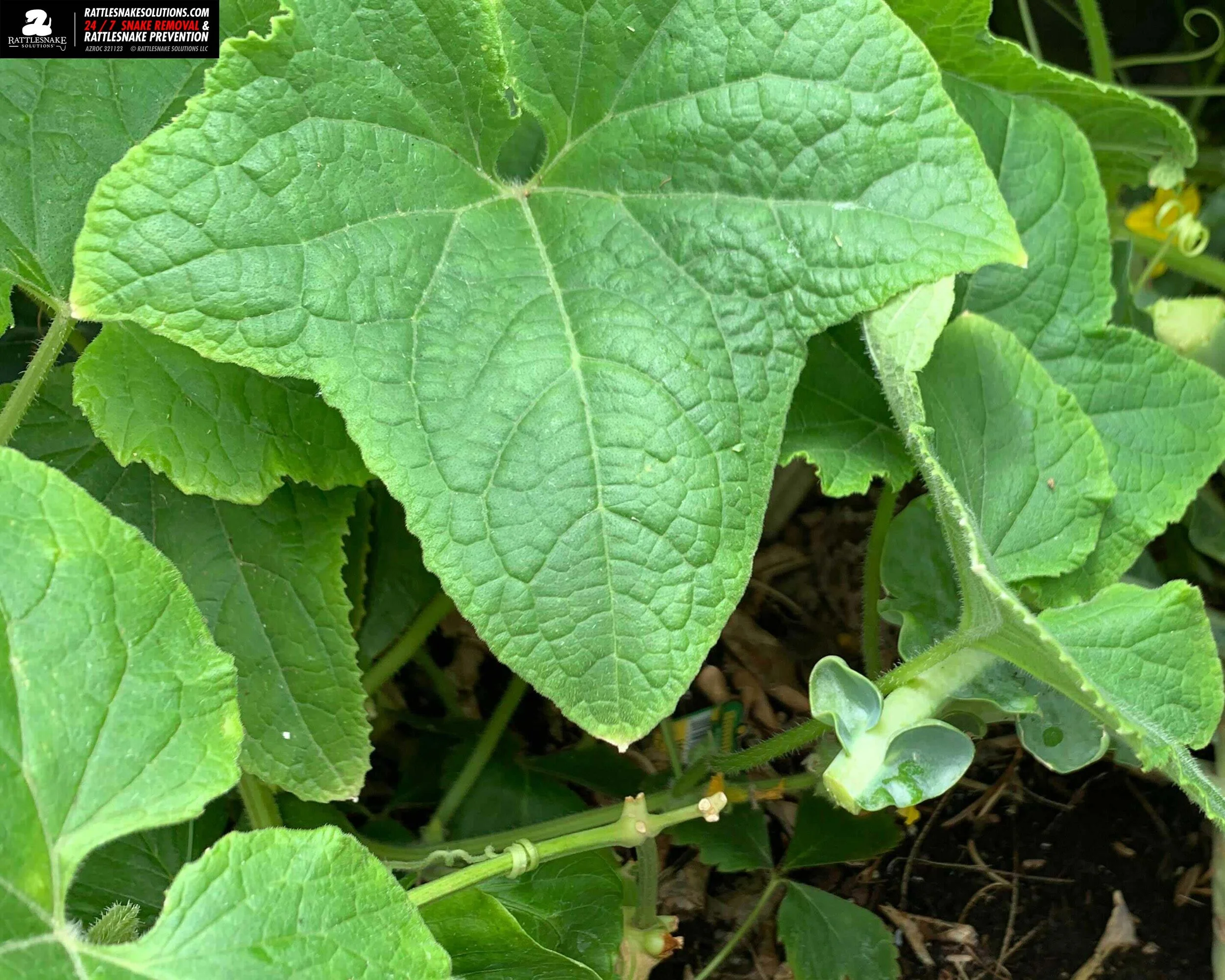 Image-from-iOS 9.jpg