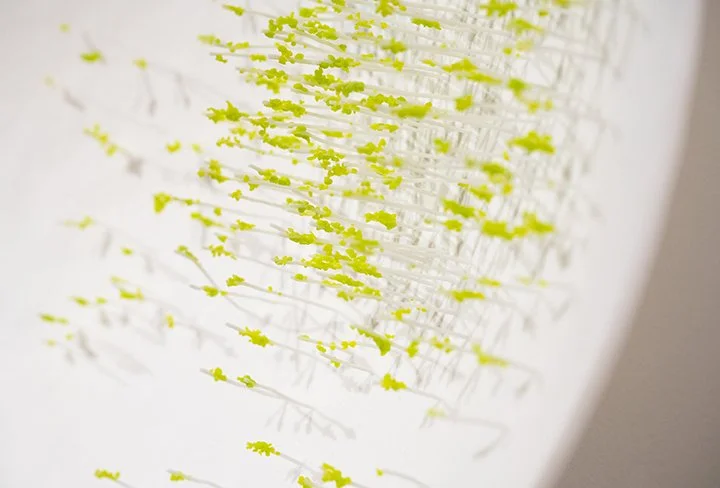 Terri Grant_Sprouts detail 1_2024 web.jpg