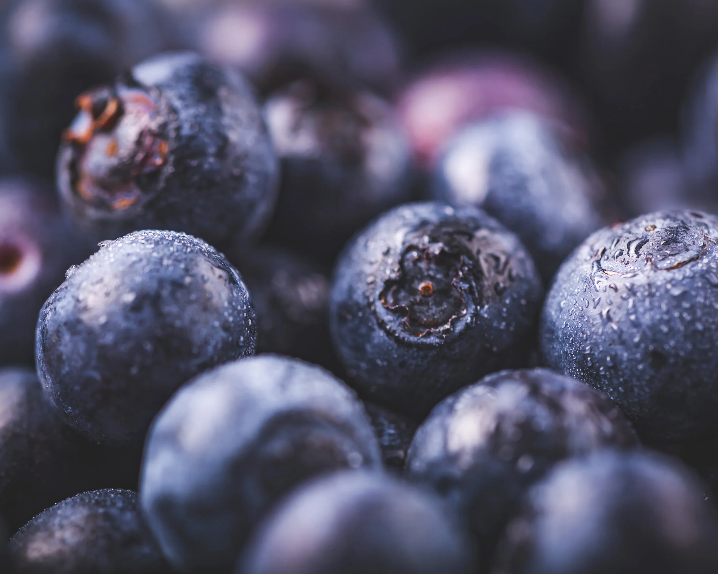 Blueberries-096.jpg