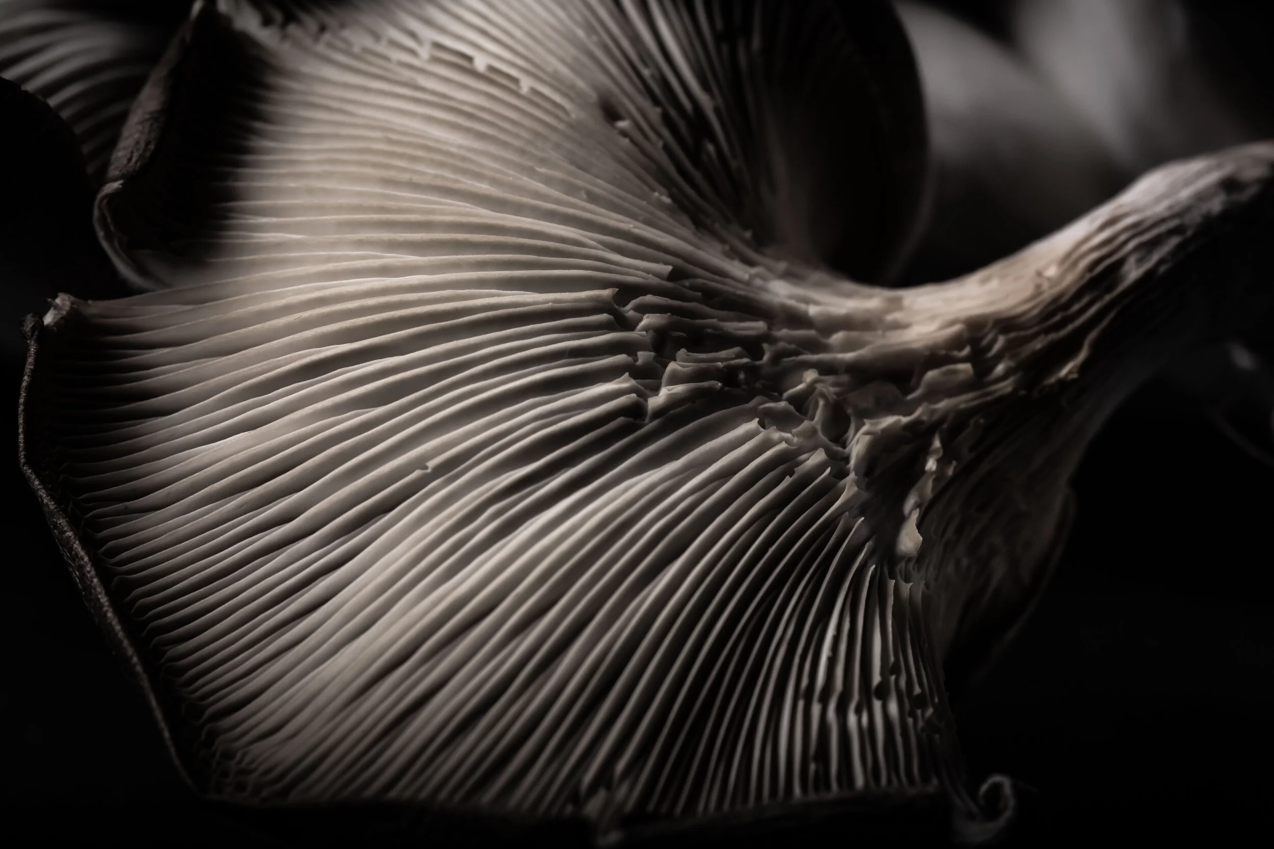 Mushrooms-028.jpg