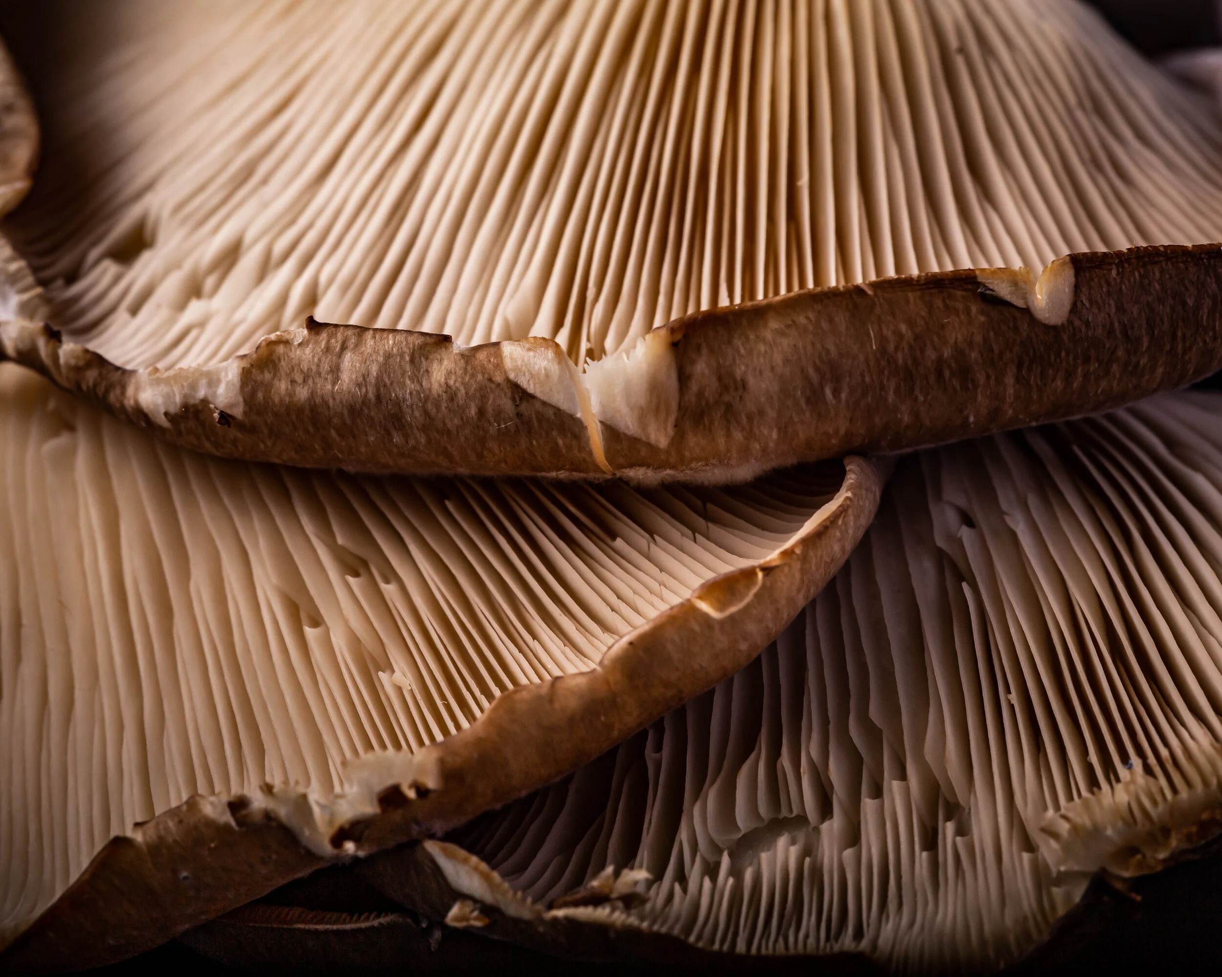 Mushrooms-030.jpg
