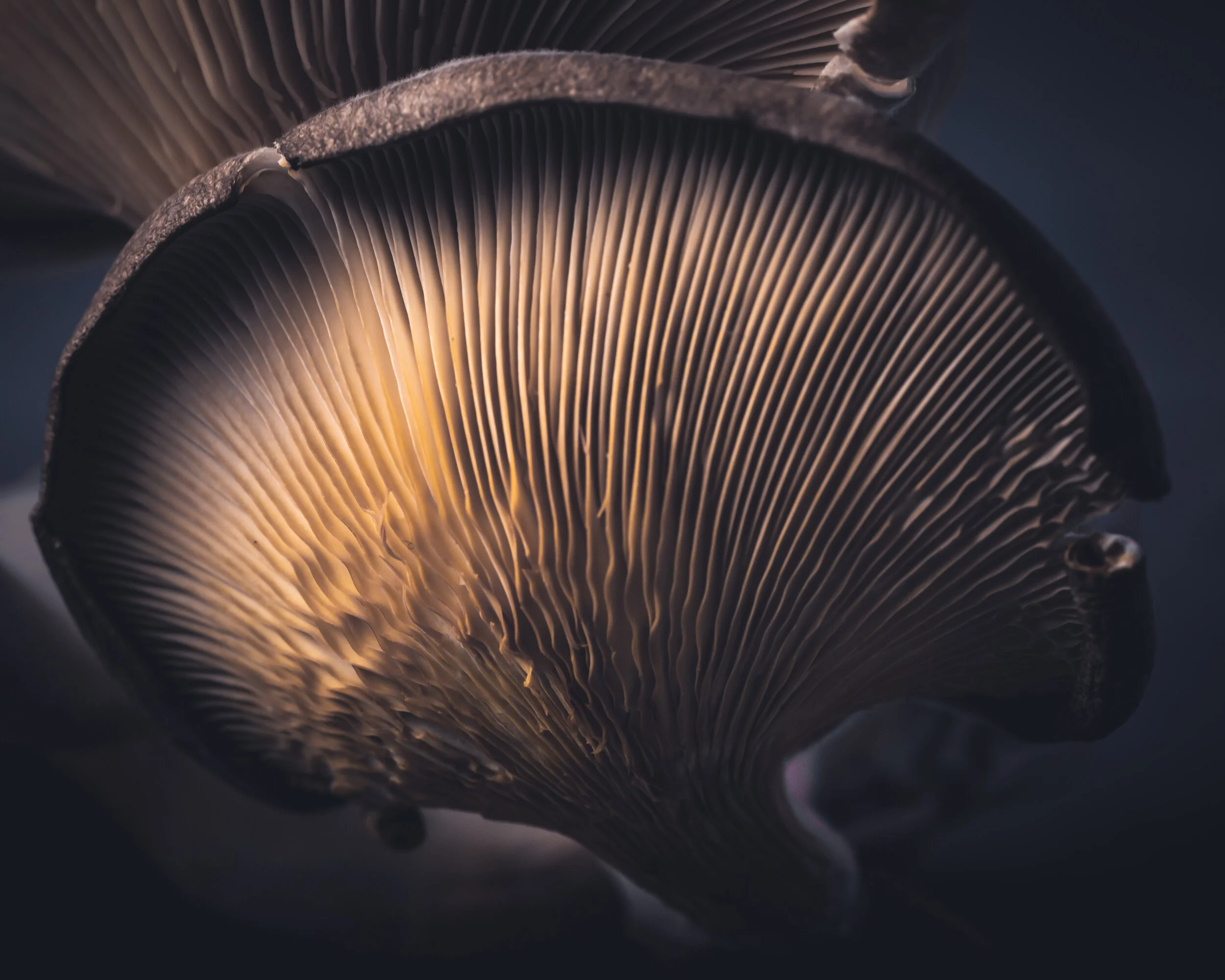 Mushrooms-031.jpg