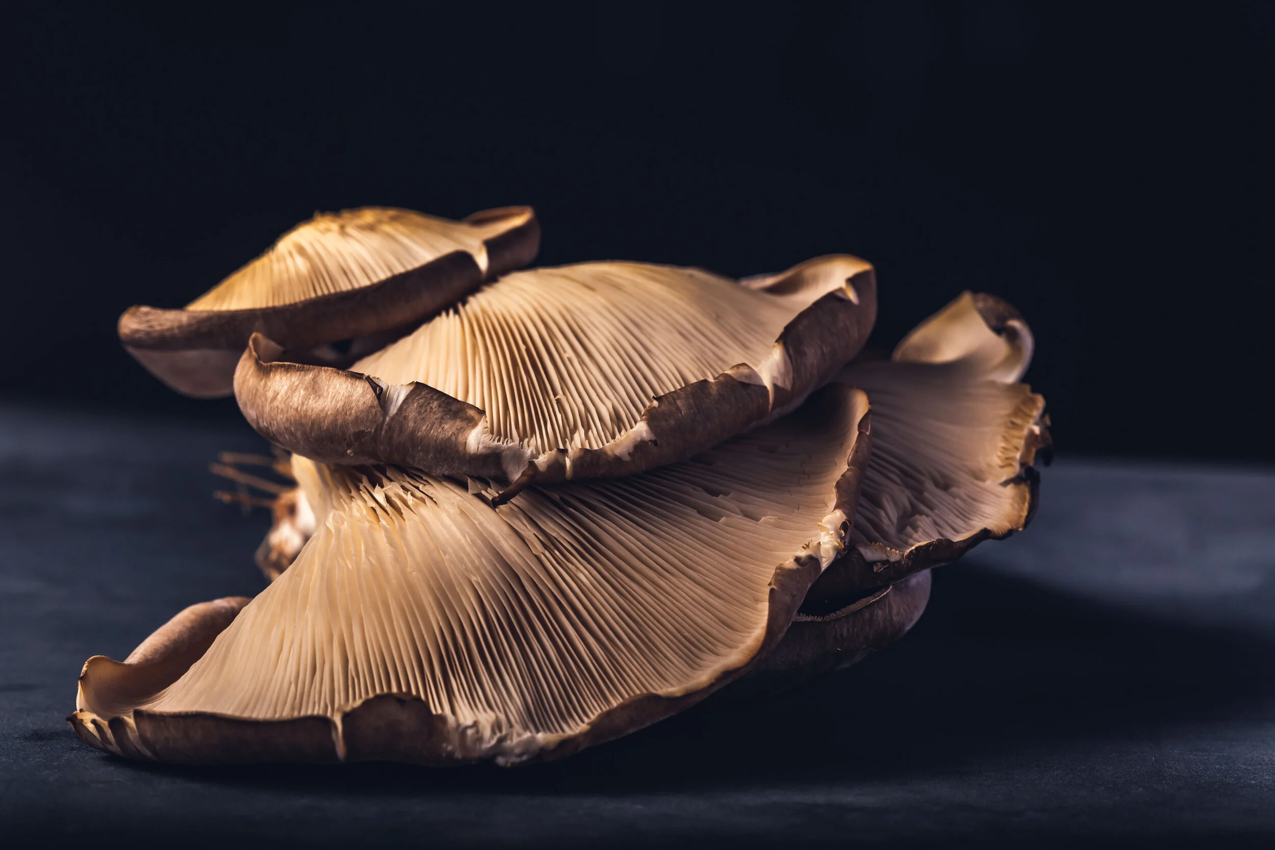 Mushrooms-033.jpg