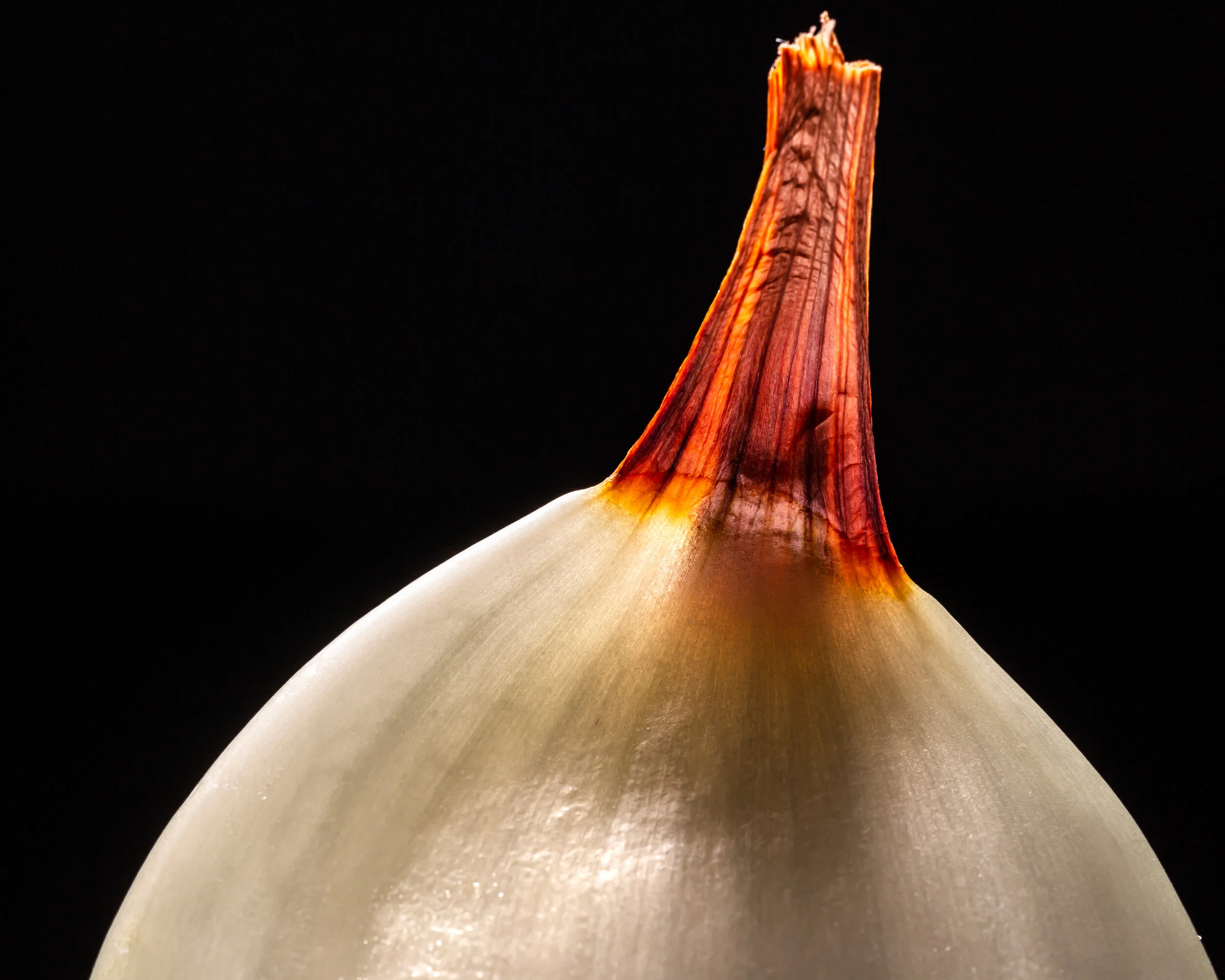 Onions-198.jpg