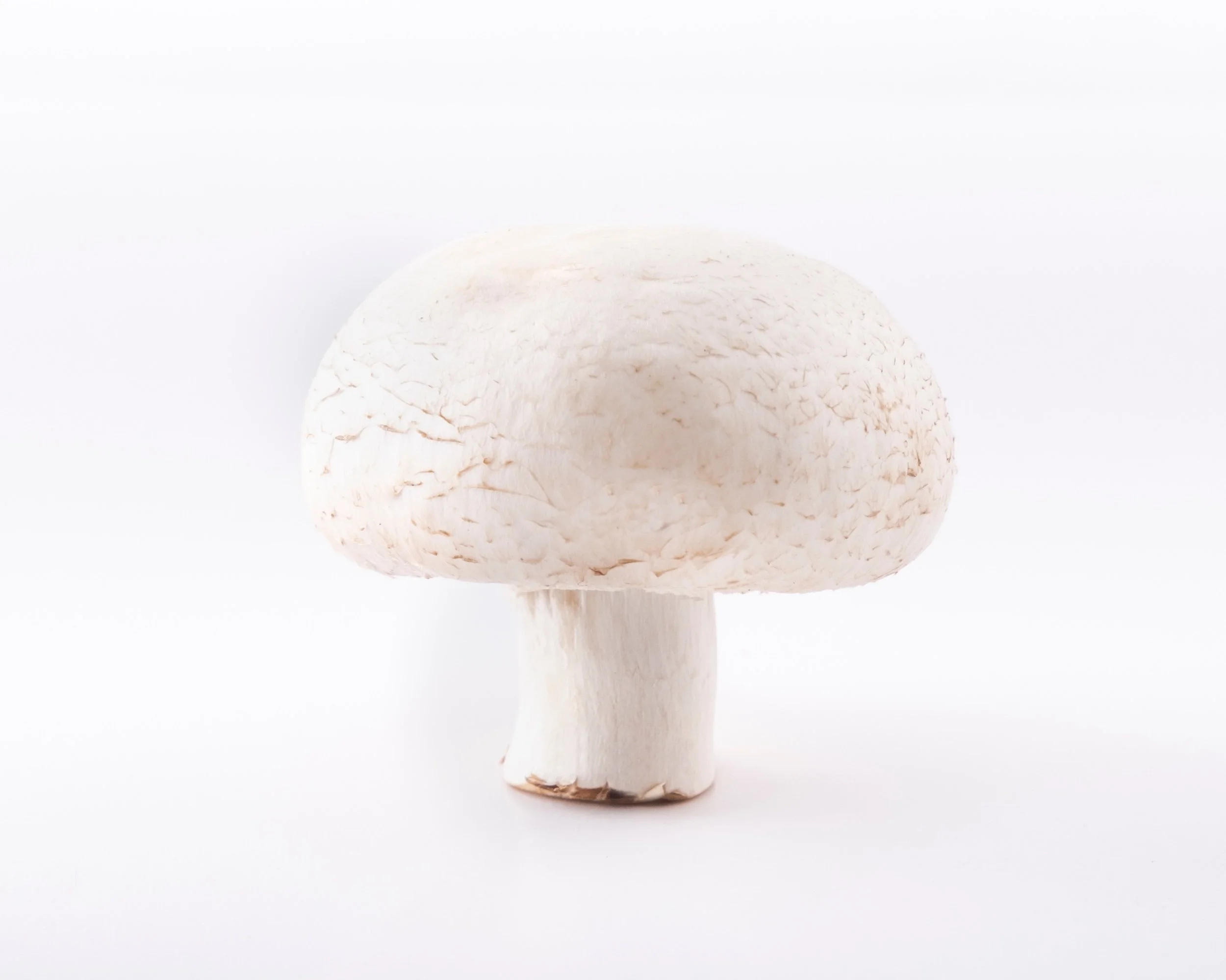 White Mushrooms0015-1.jpeg