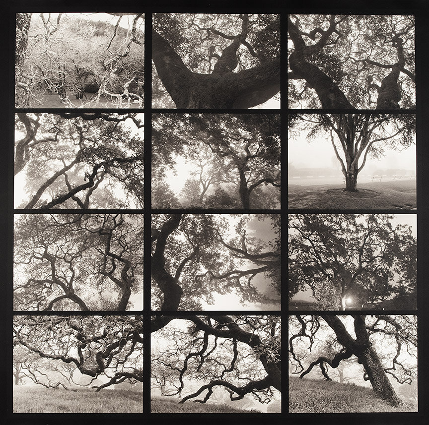  “Annadelle Oaks” by Robin Dintiman, named Best in Show of the  Allegany National Photography Competition &amp; Exhibition @  Allegany Arts Council in April 2019 