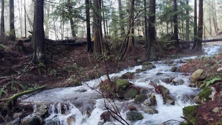 Creek views after snowmelt. January, 2024
.
.
.
#canadianartistlife #artistreels #installationartists #canadiancreatives #primer_contemporary #artists_sharing #instaexploringart #artists_insta #artistdrop #canadiancontemporaryartist #abstractlandscap