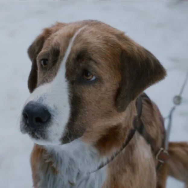 REVIEW: Chris Sanders' The Call of the Wild