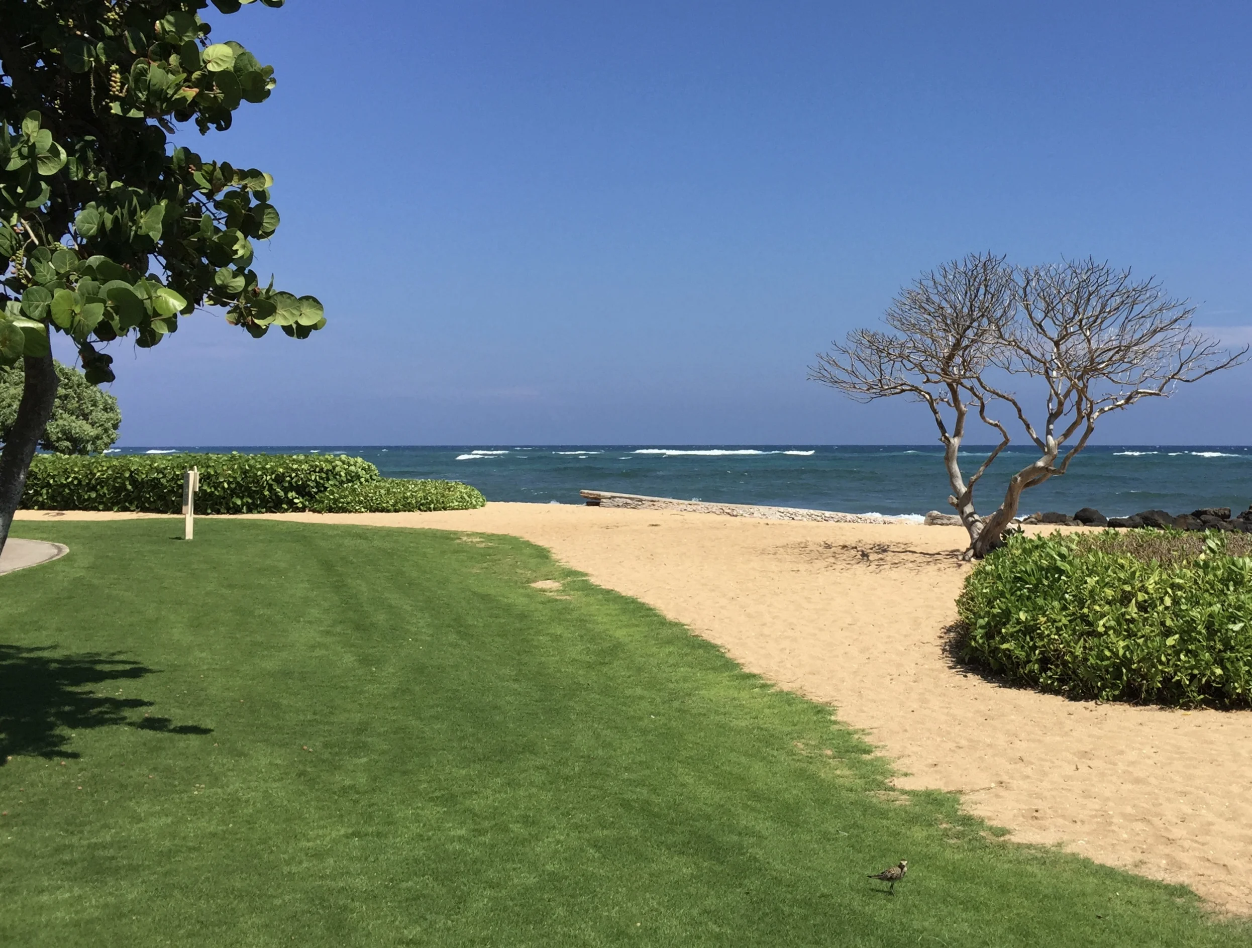 The Toxic Swamp of Regrets