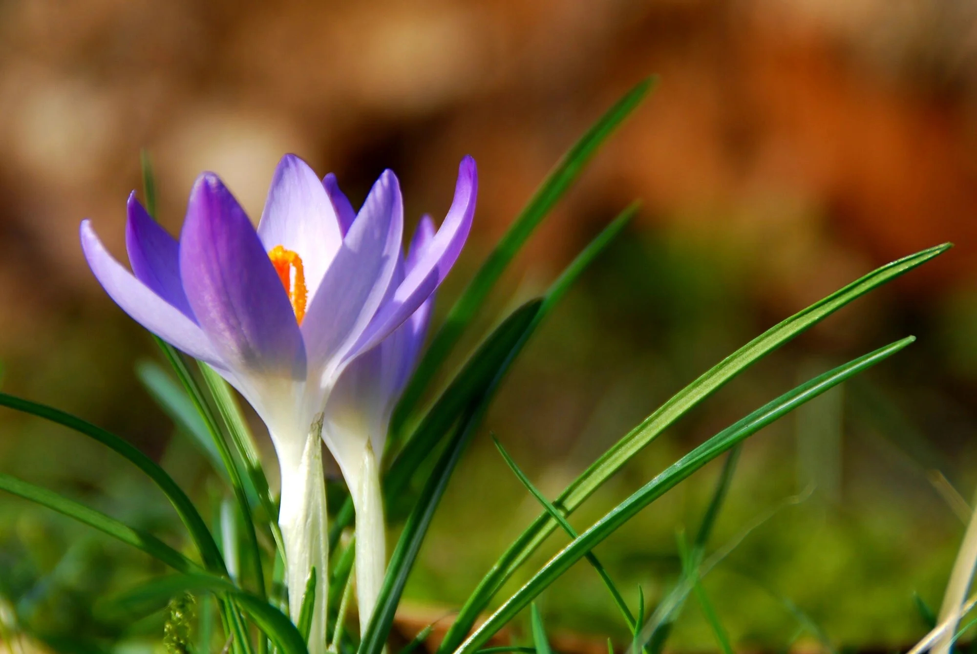 Spring's Waiting Room