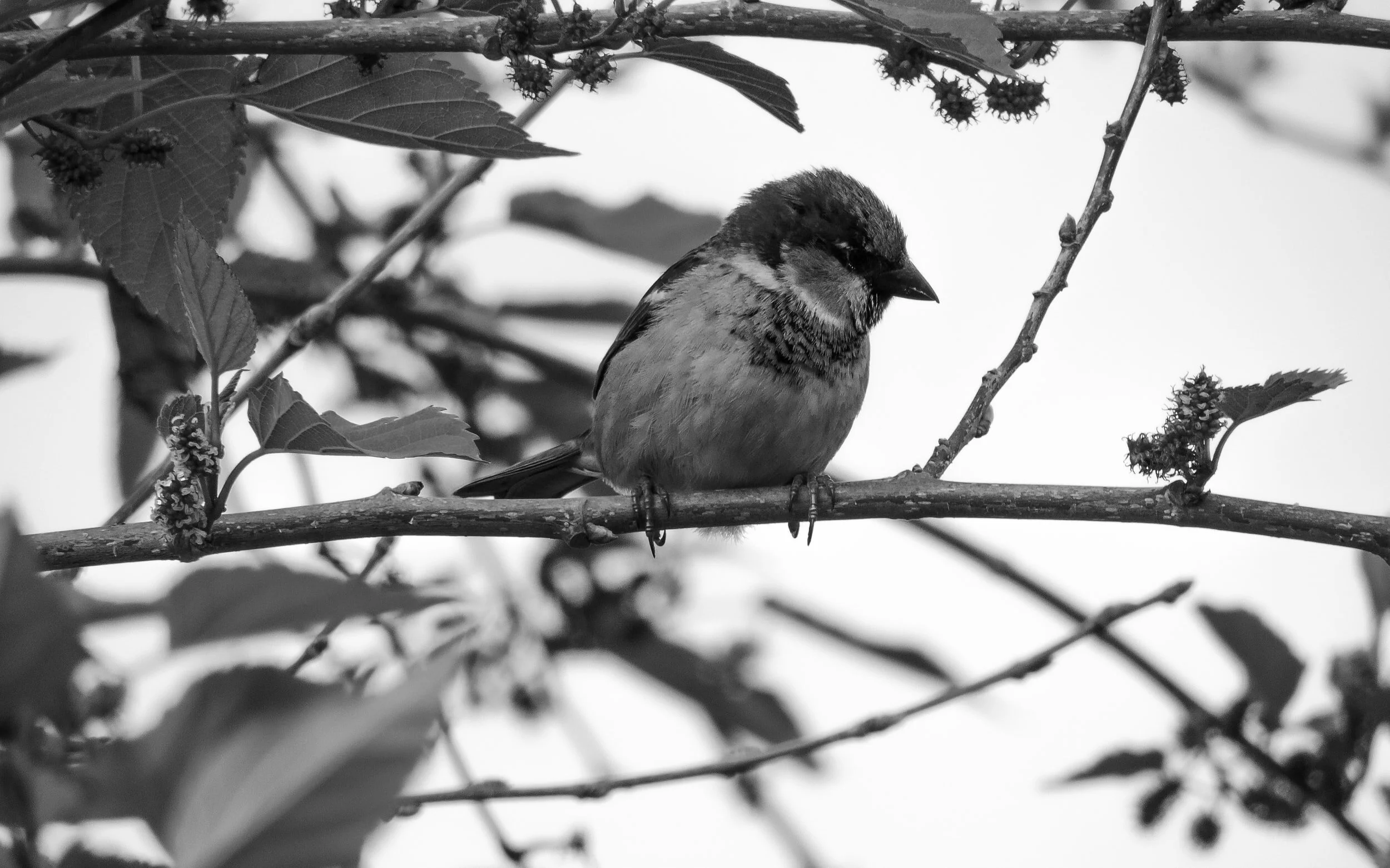 Black Bird Singing