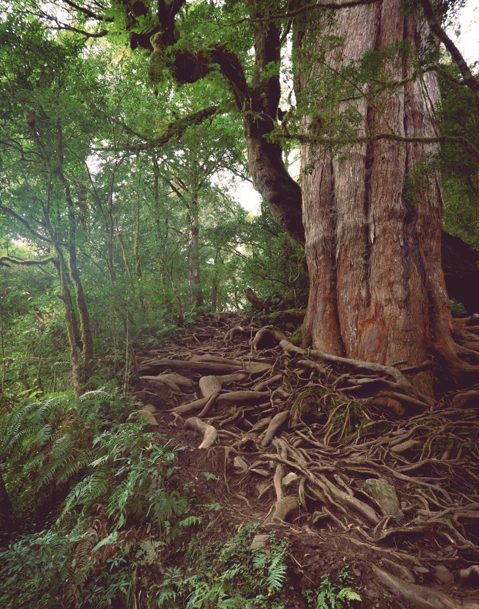 Ubuntu and Redwoods