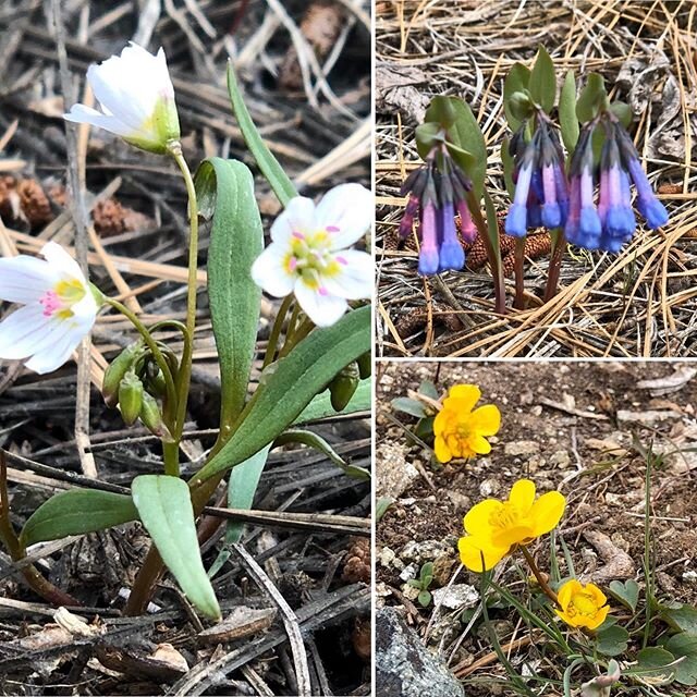 First flowers to grace the mountain slopes!