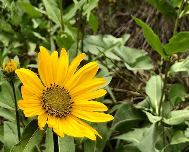 Wildflower Wars, Ep. 1: The Phantom Arnica