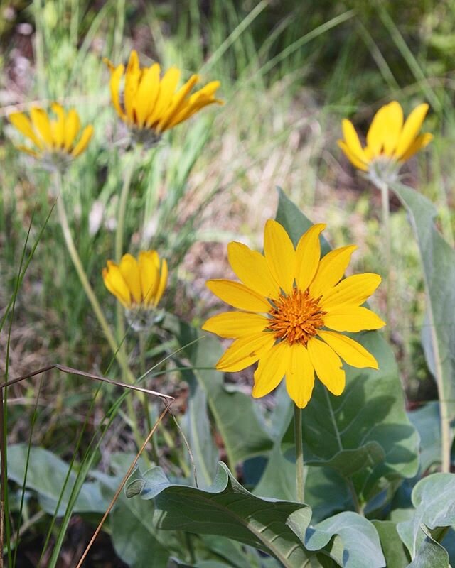 Wildflower Wars, Ep. 7: The Arrowleaf Awakens
