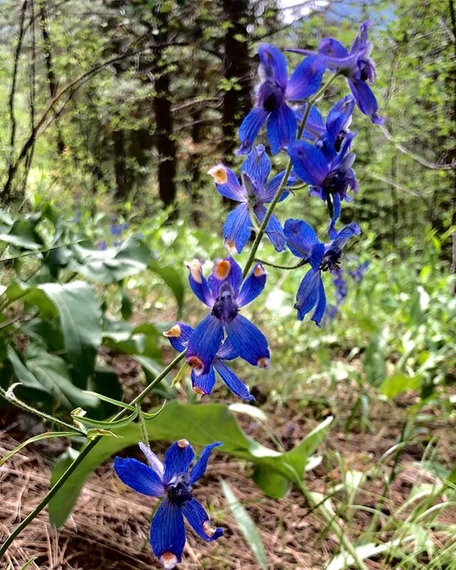 Wildflower Wars, Ep. 8: The Last Larkspur