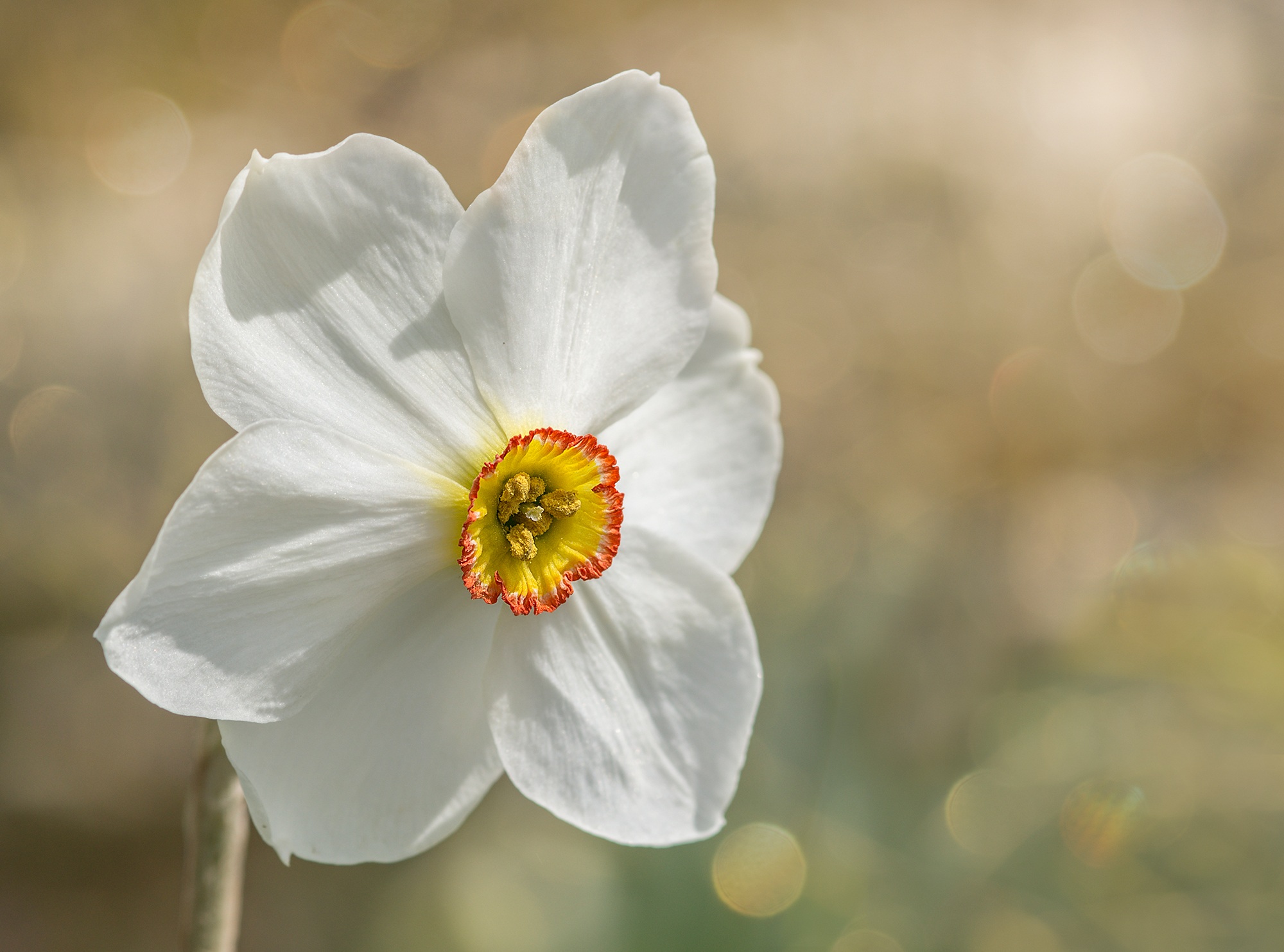 narcissus-2195537.jpg