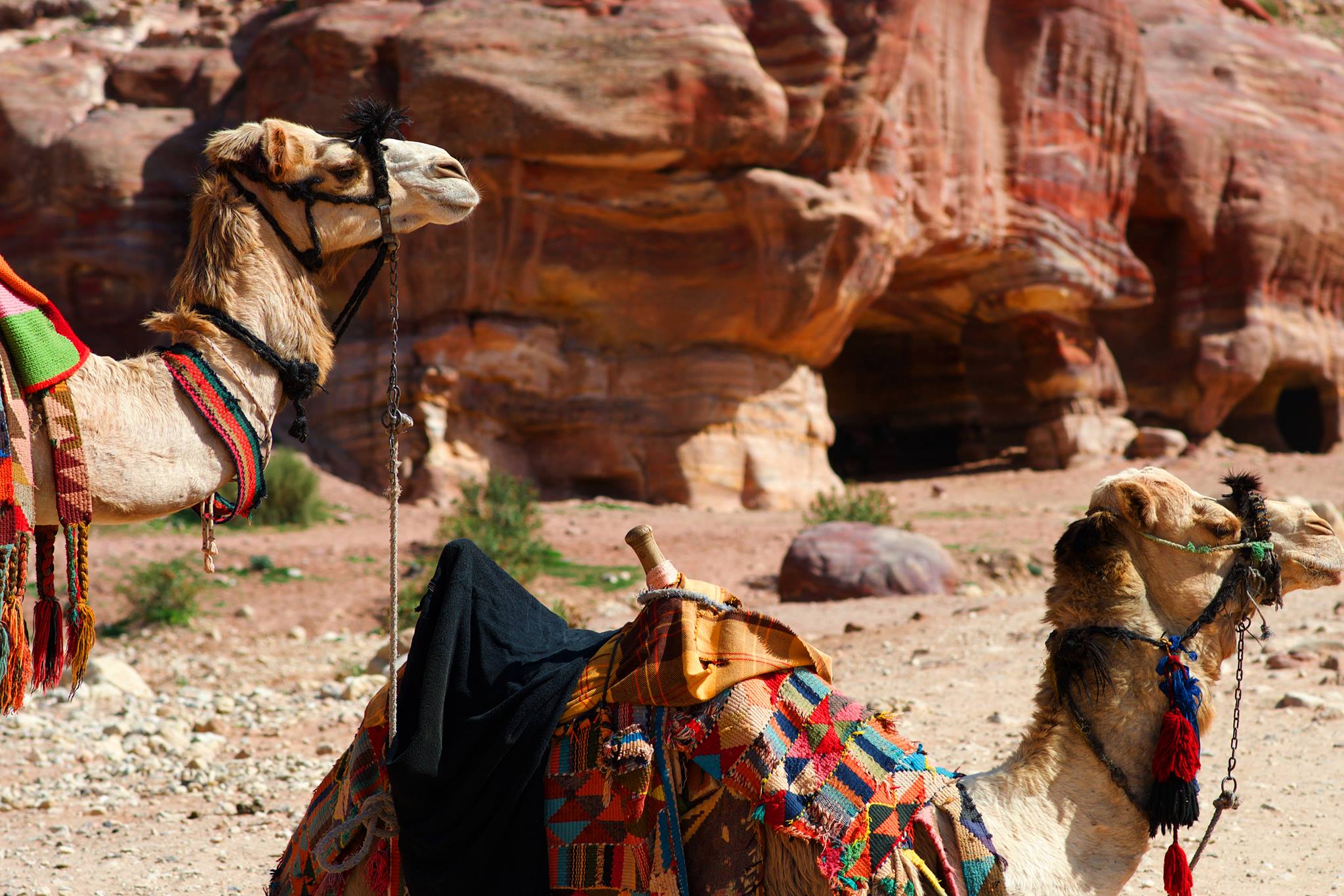 camel copy.jpg