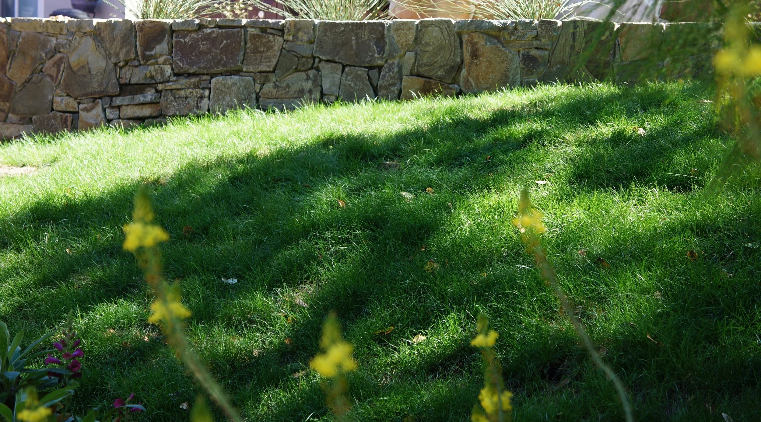 Stone Wall with No-mow Grass