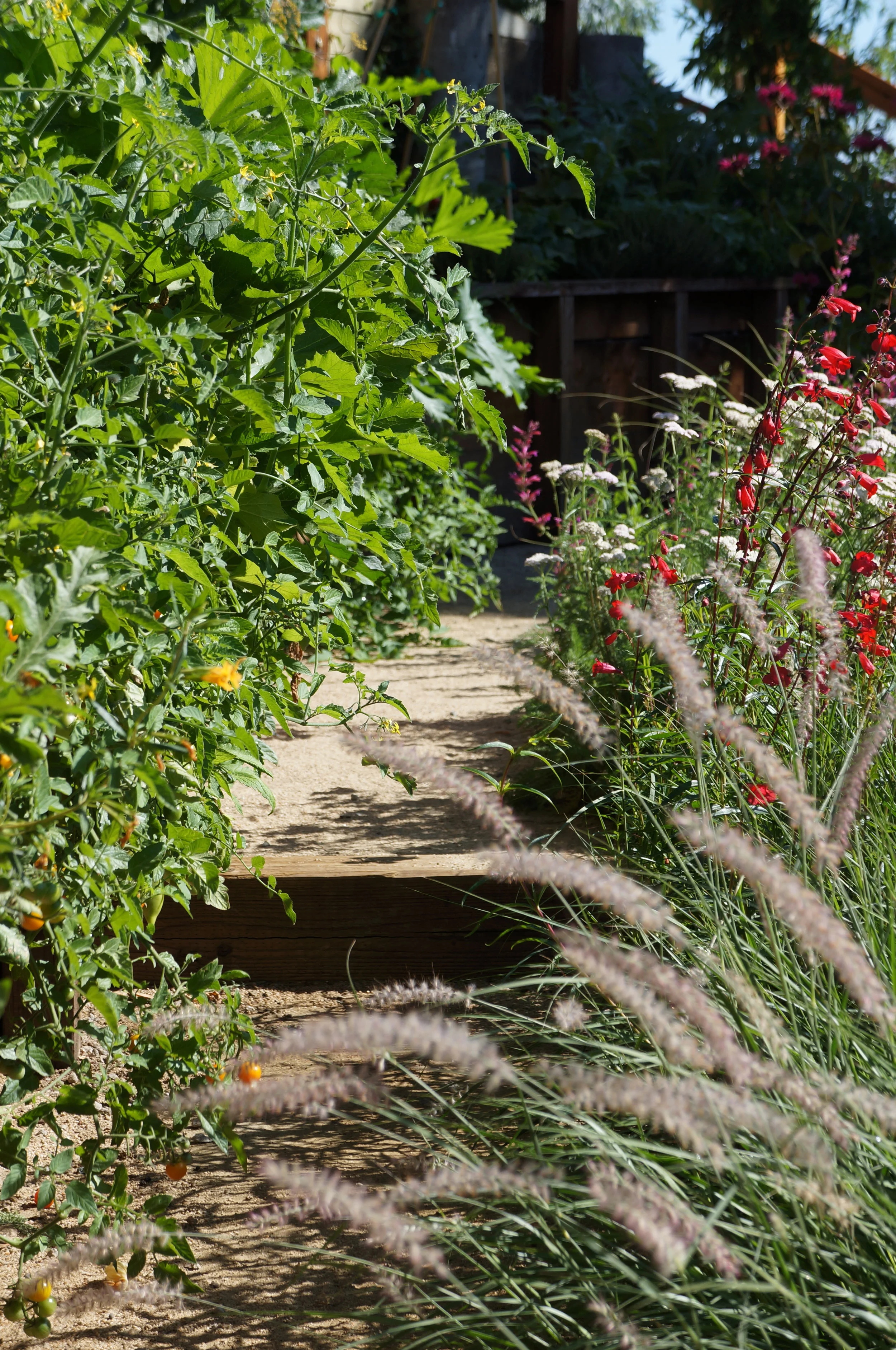 Garden path with veggies and perennials