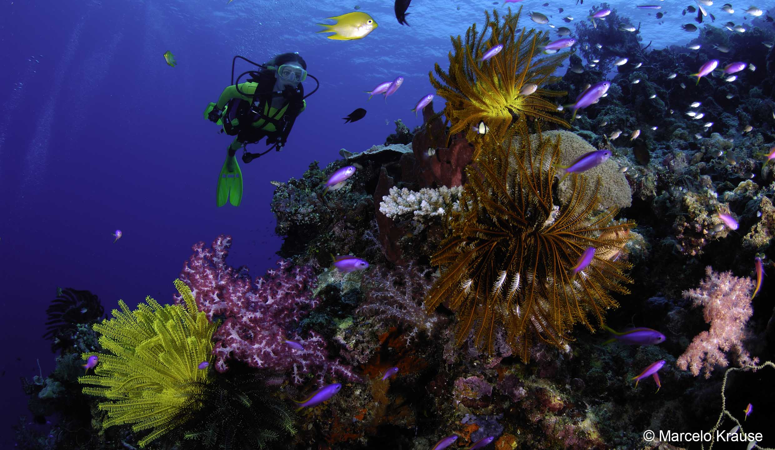 Marcelo Krause Barnies Reef.jpg