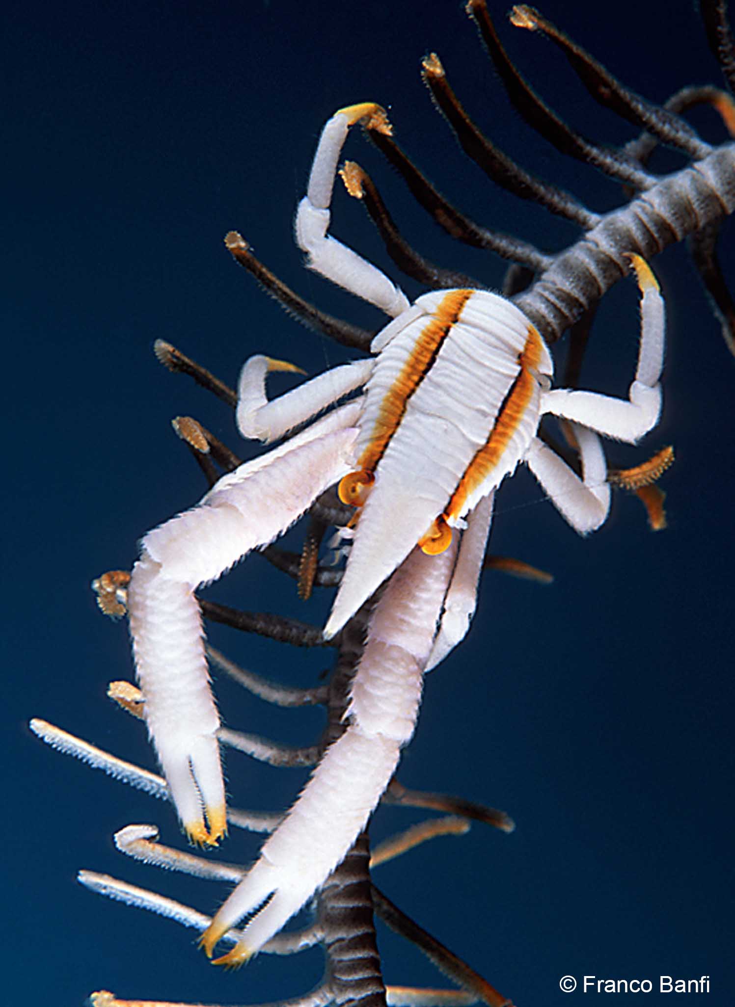 Franco Banfi Crab copy.jpg