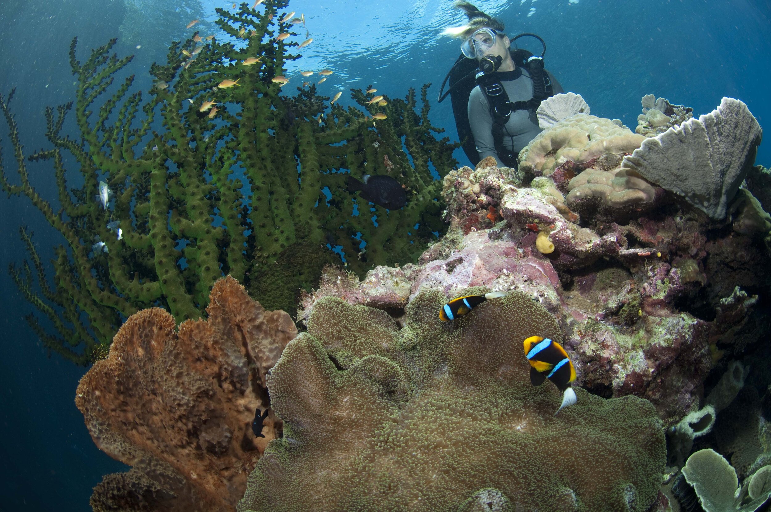 Deacons Reef Milne Bay_DSX_7586.jpg