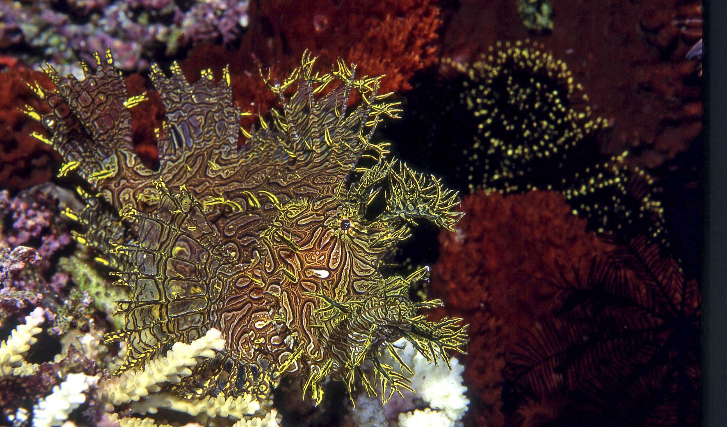 Lacy Scorpionfish_Dinahs Beach_Milne Bay_.jpg