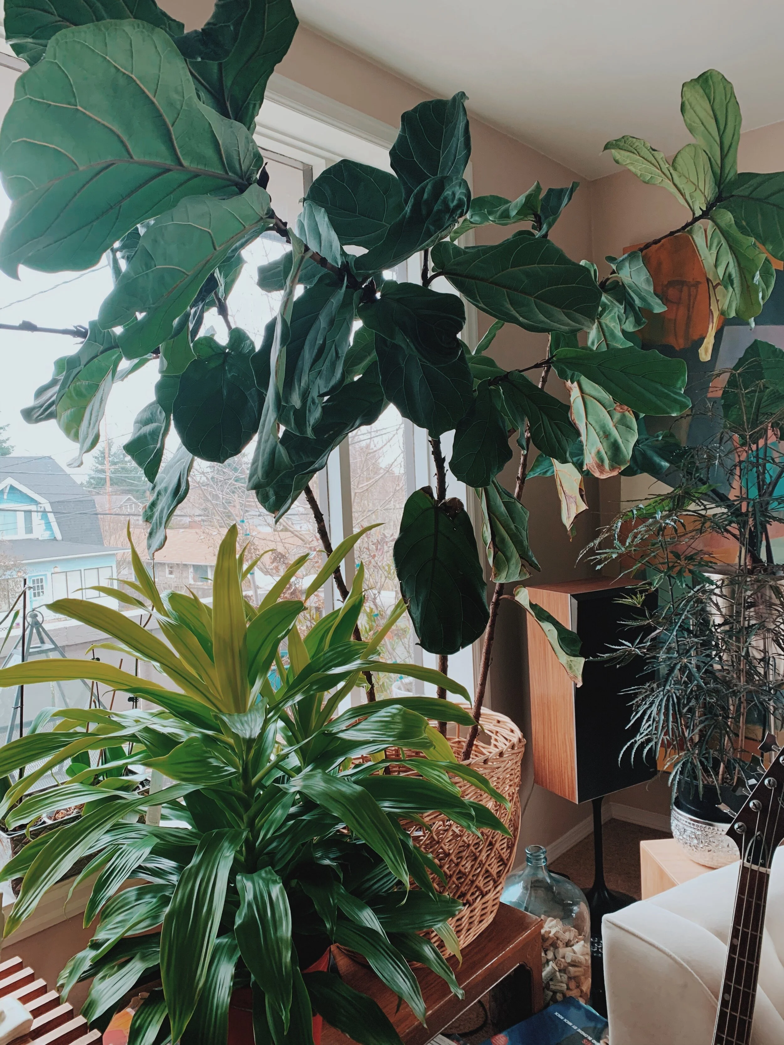 Real or Fake? A Houseplant Guide to Air Quality and Aesthetics