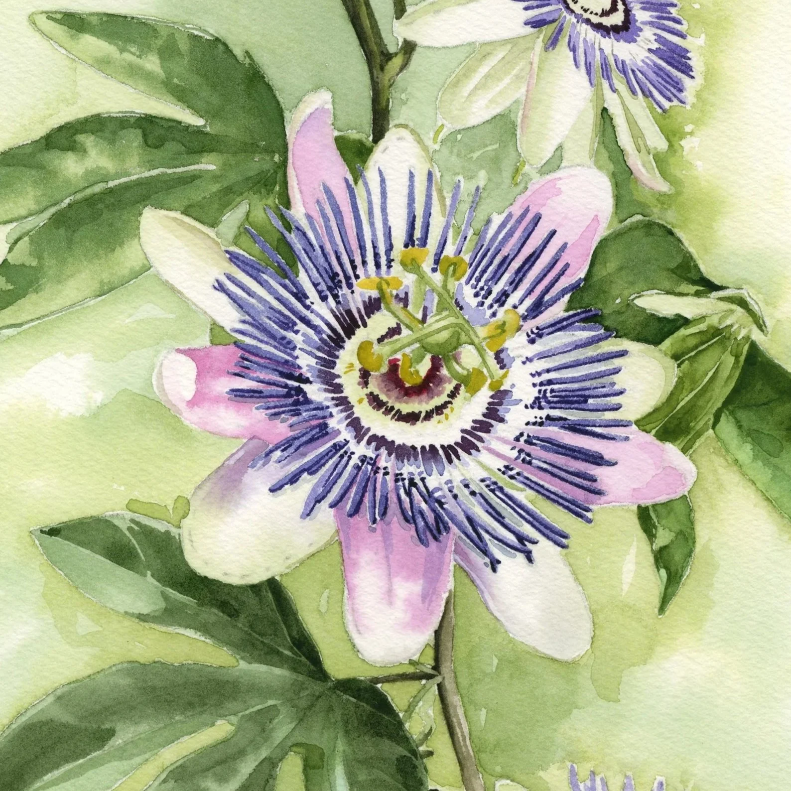 Passion+Flower.jpg