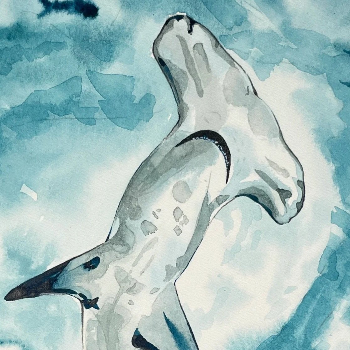 Hammerhead.jpg