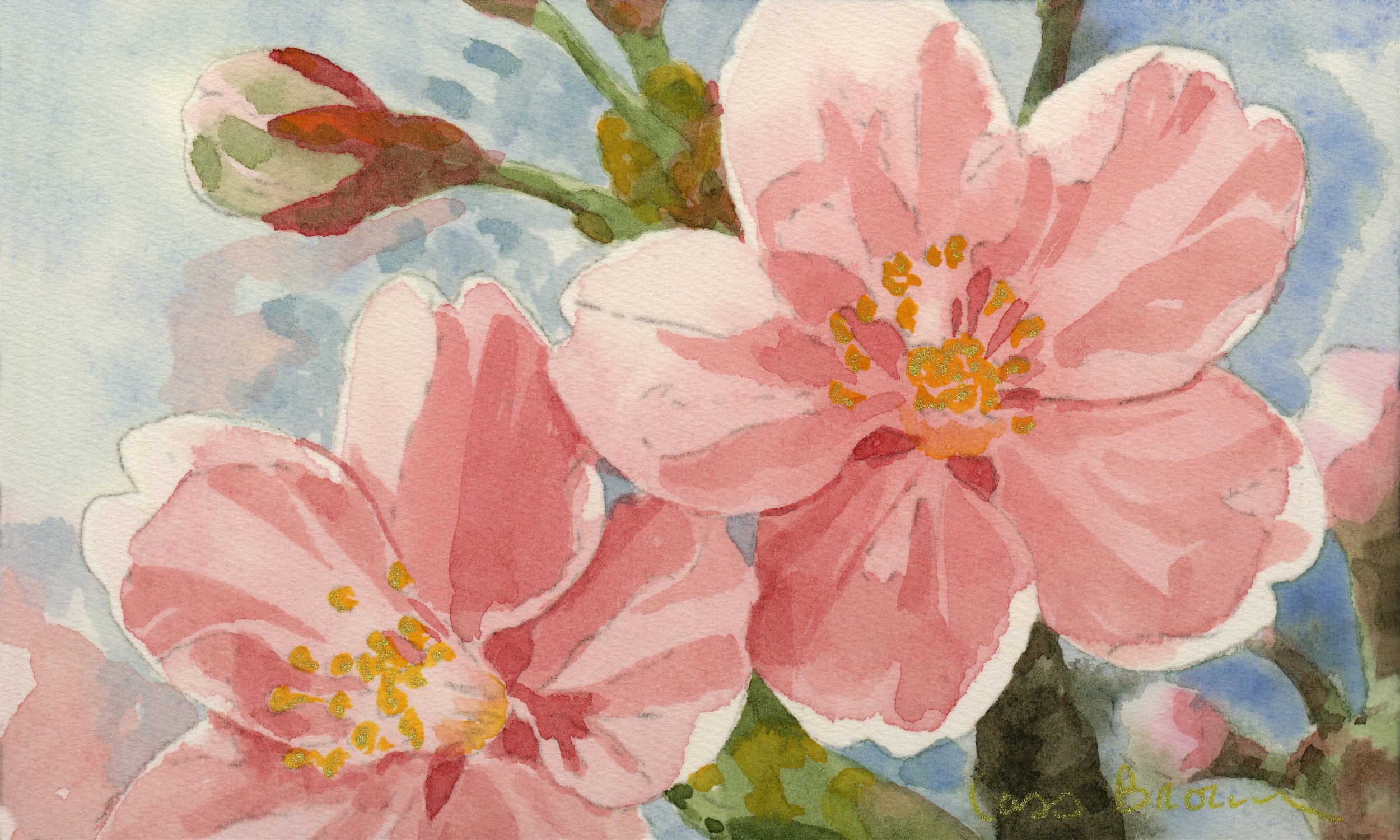 Sakura I.jpg