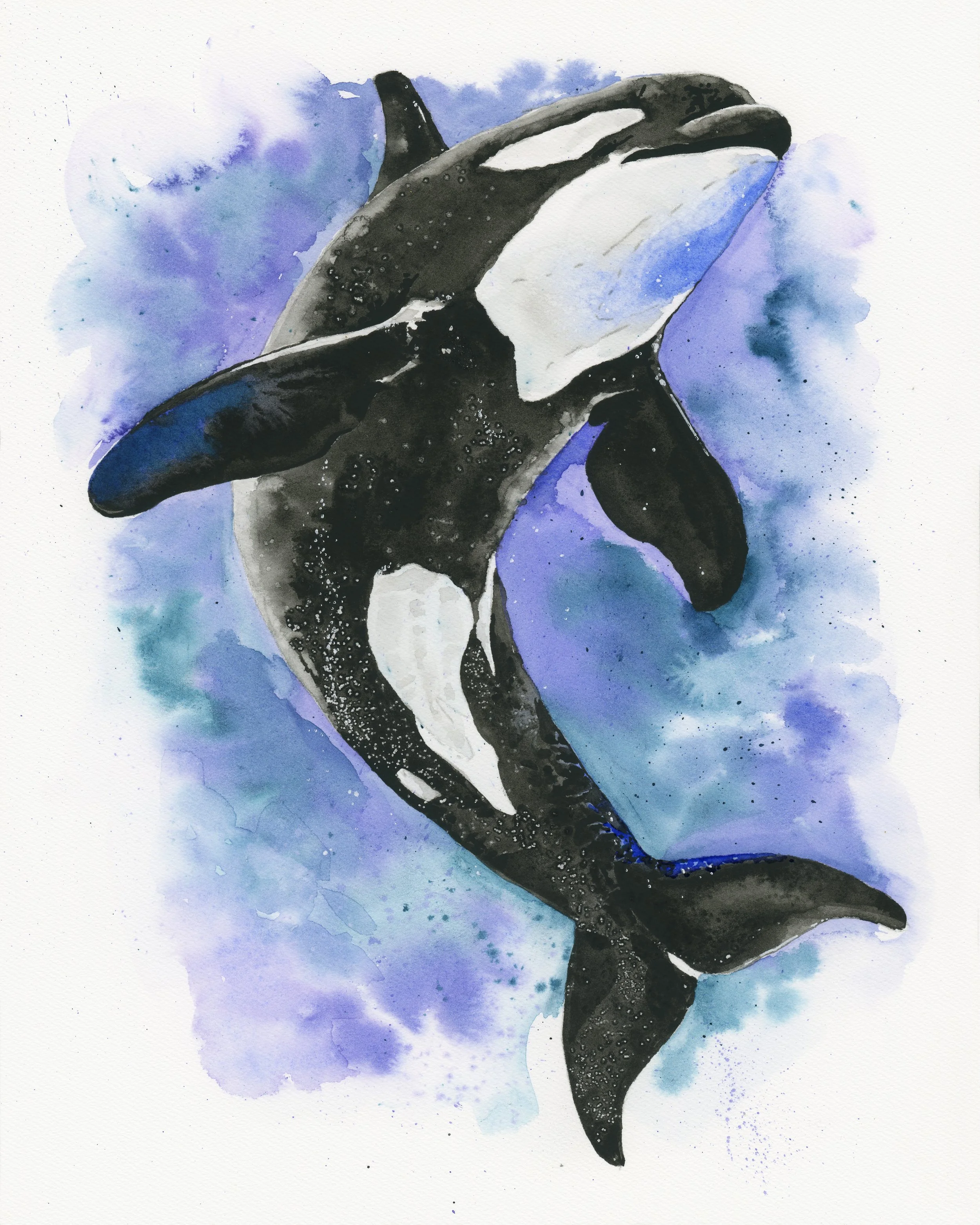 Orca.jpg