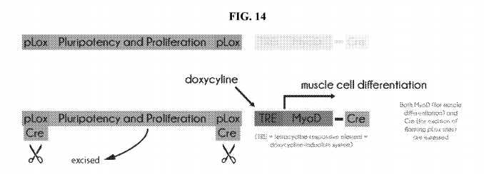 Figure 14 from the patent application. An illustration of a lower-footprint recombinase system that can switch cells from the proliferation phase to the differentiation phase.