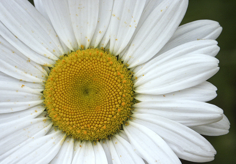 daisy small.jpg