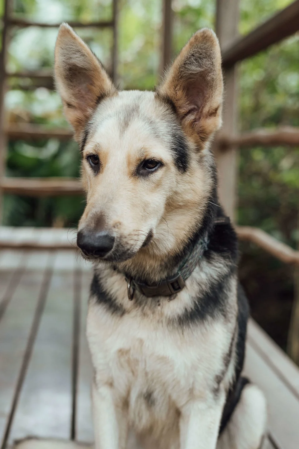 is-a-dog-considered-a-farm-animal