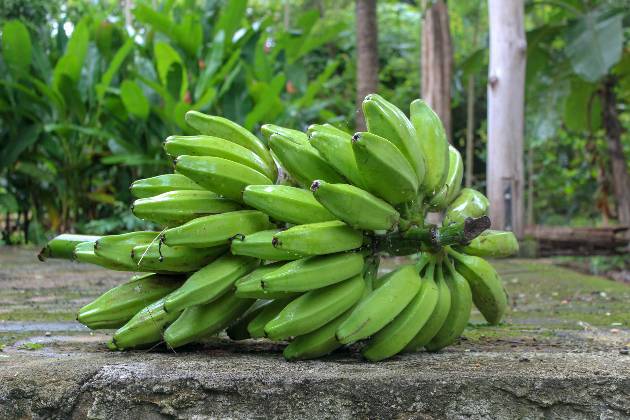 square bananas, Selvista farm harvests.jpg