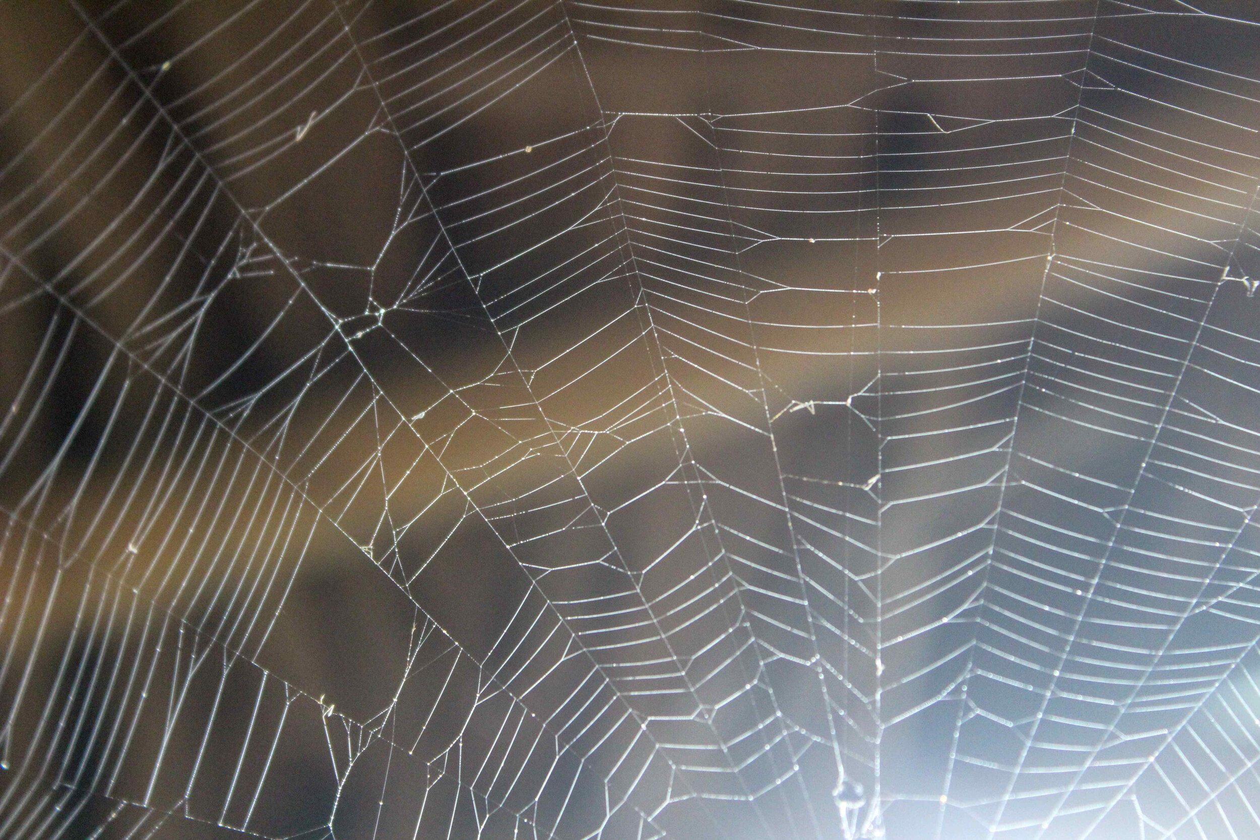 webs and recurring patterns in nature, Permaculture farm, Ometepe. Selvista.jpg