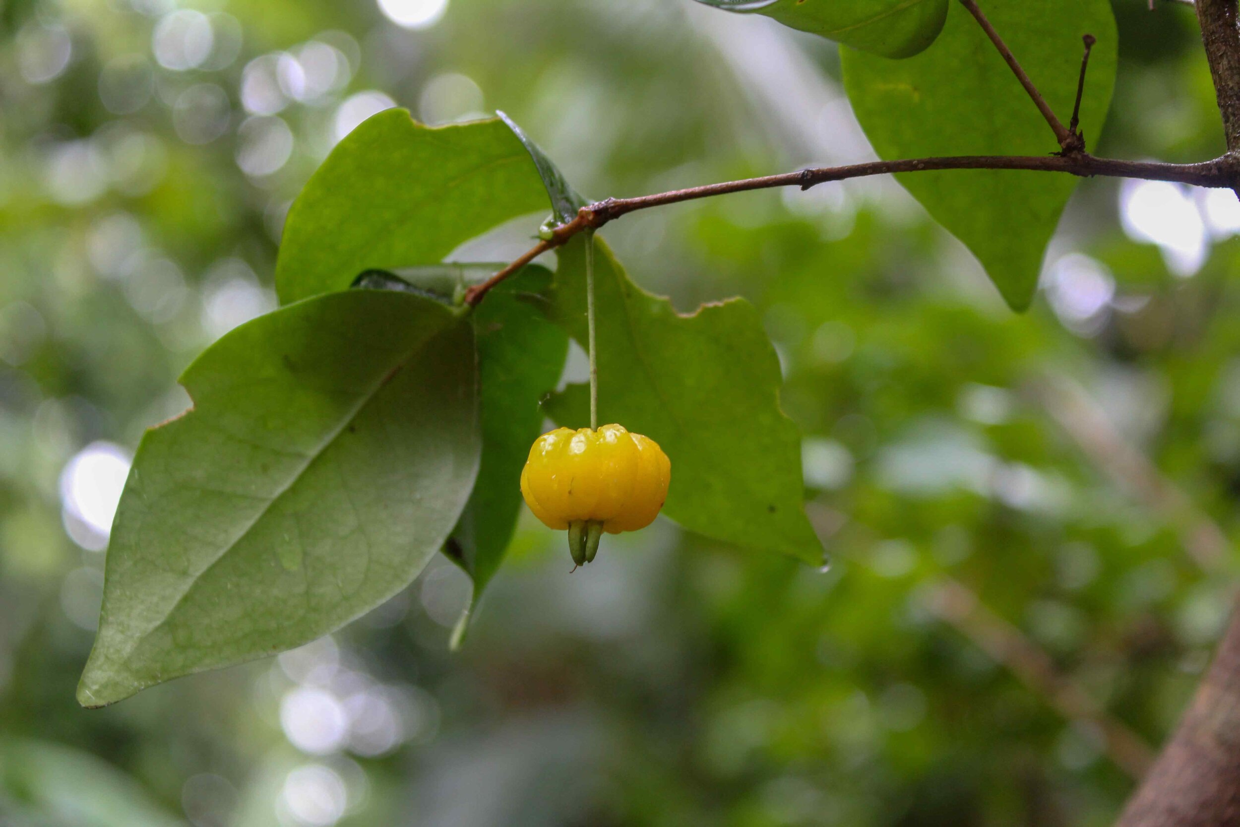 Pitanga (suriname cherry) ripening at Selvista Farm.jpg