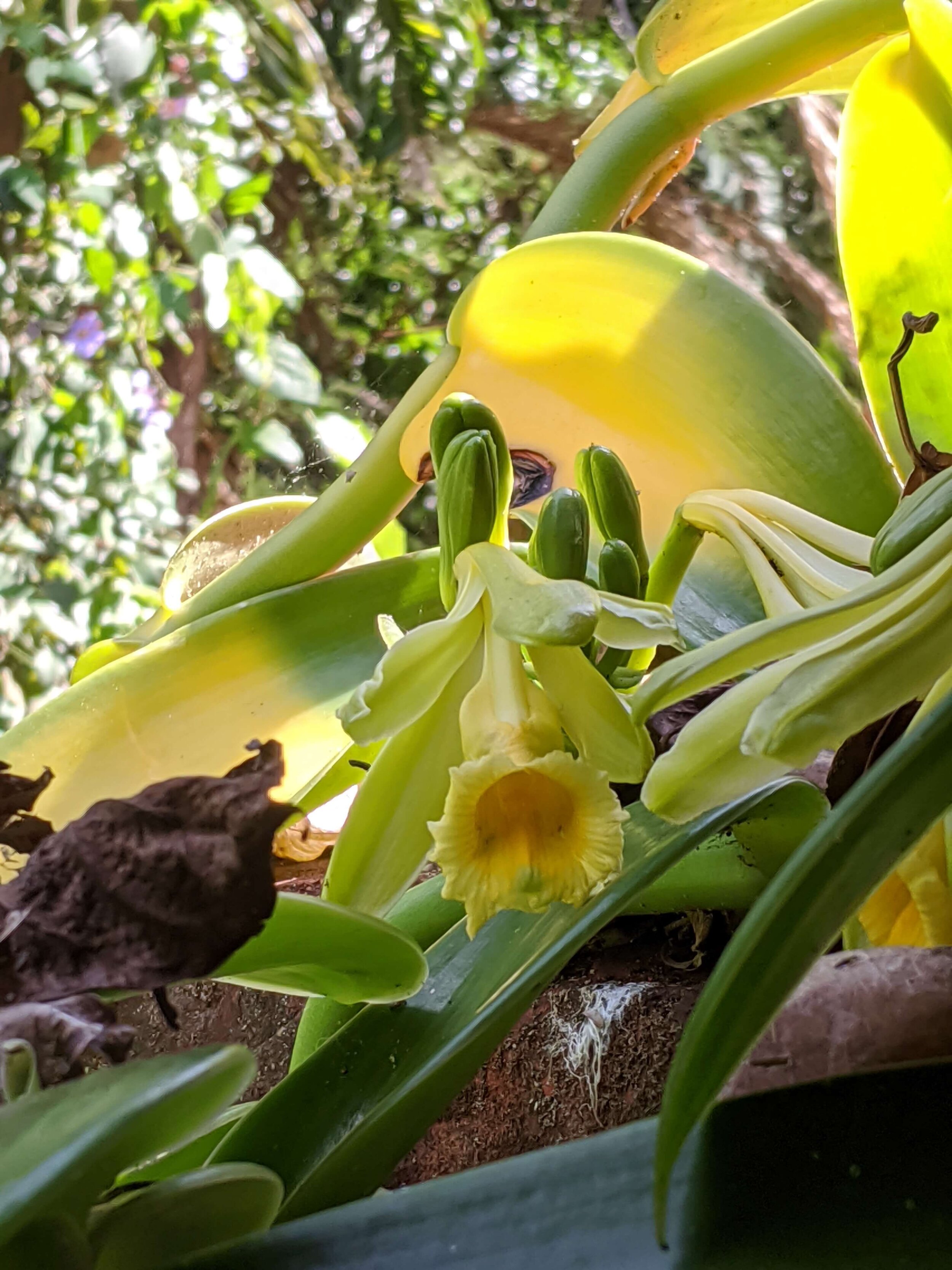 vanilla orchid flower.jpg
