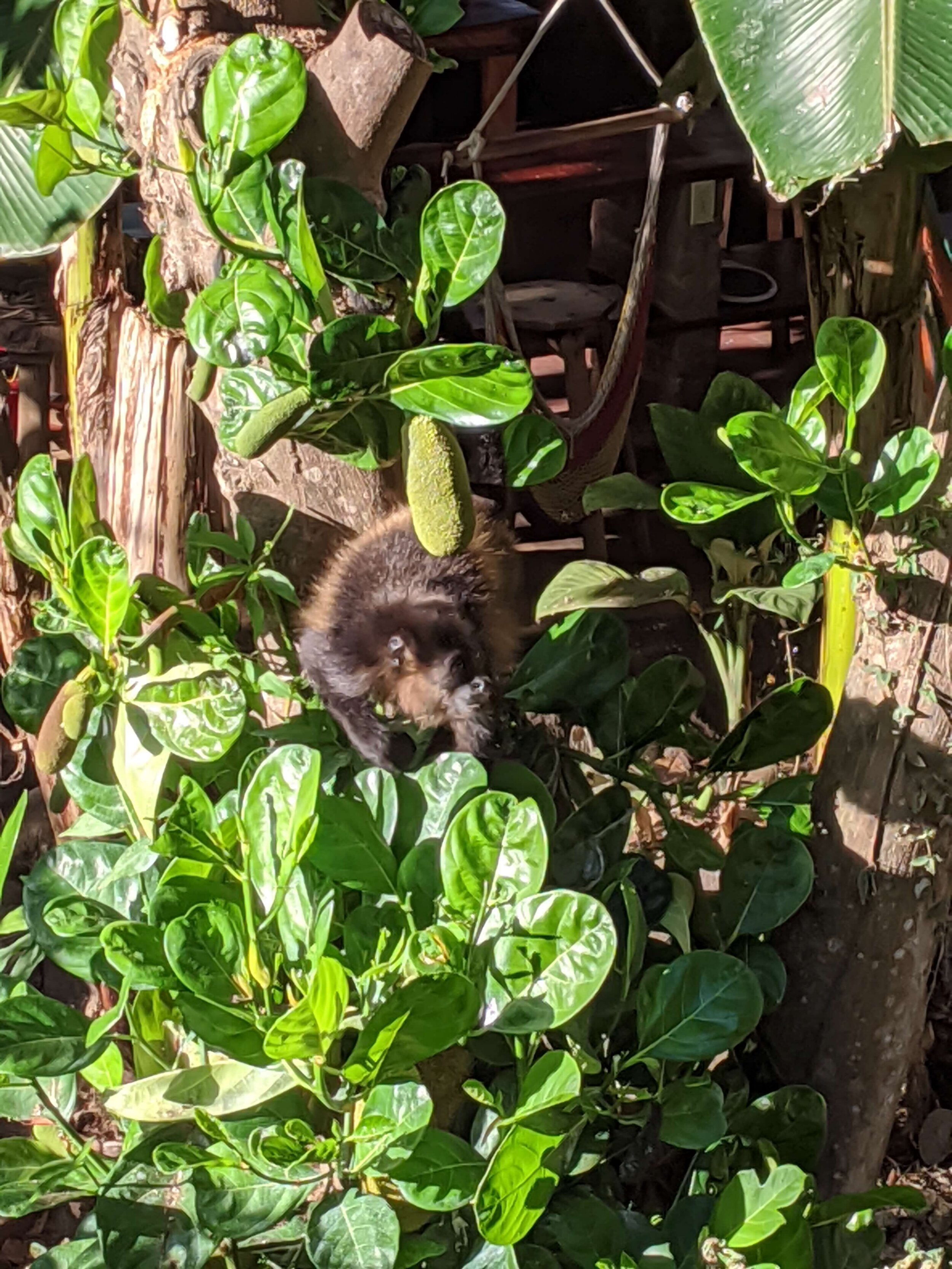 these cheeky monkeys, making the most of low season to explor closer - around Selvista farm, Ometepe.jpg